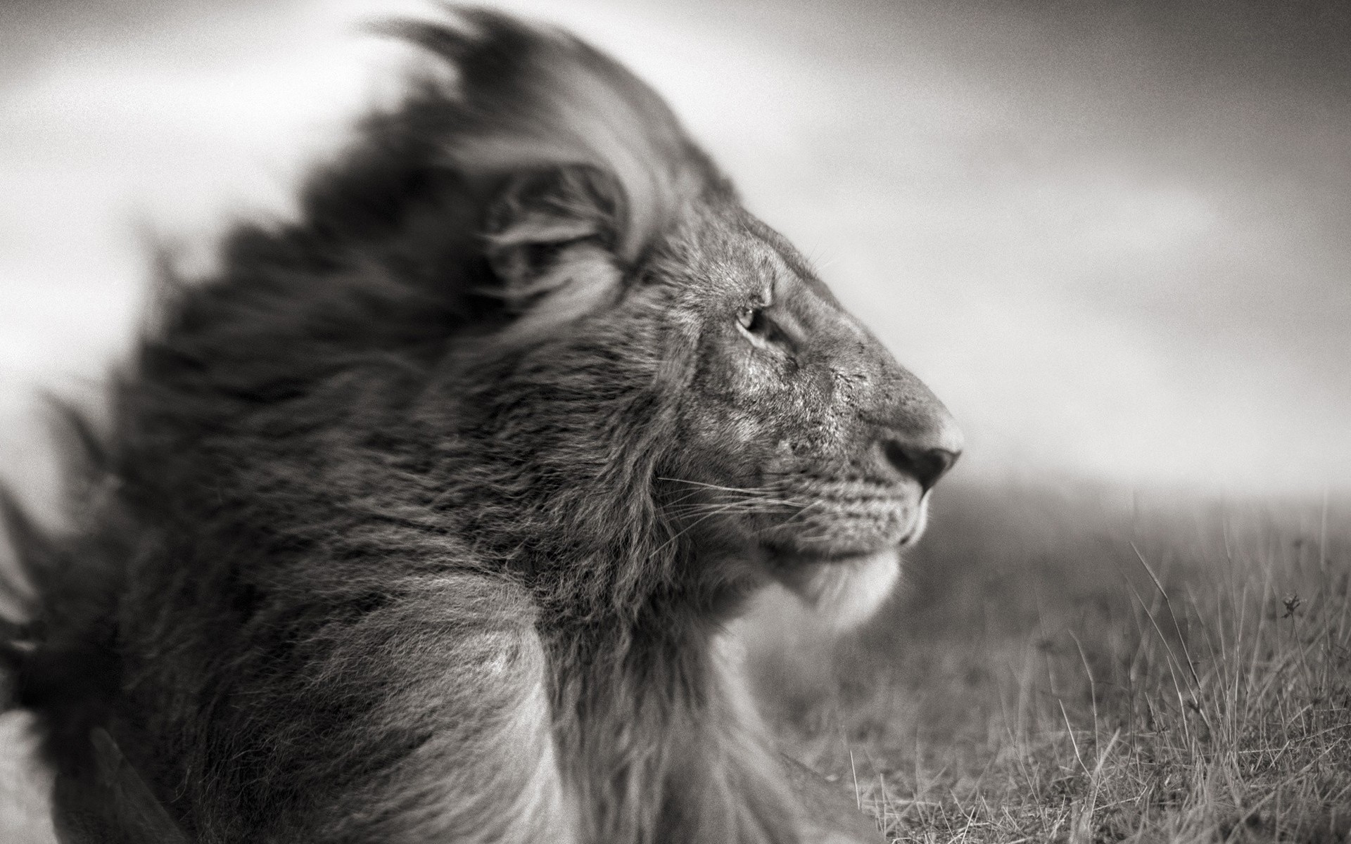lioness and lion pictures wallpaper