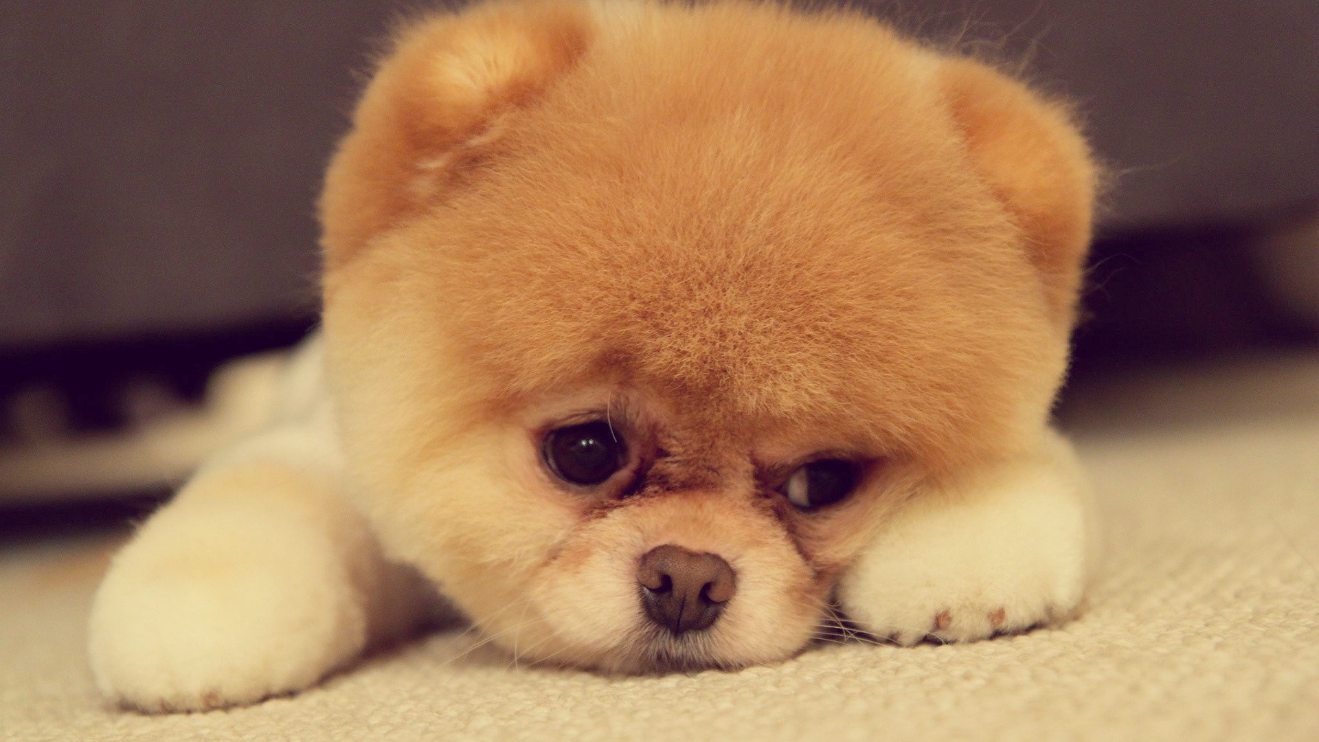 list of small dog breeds and images dowload