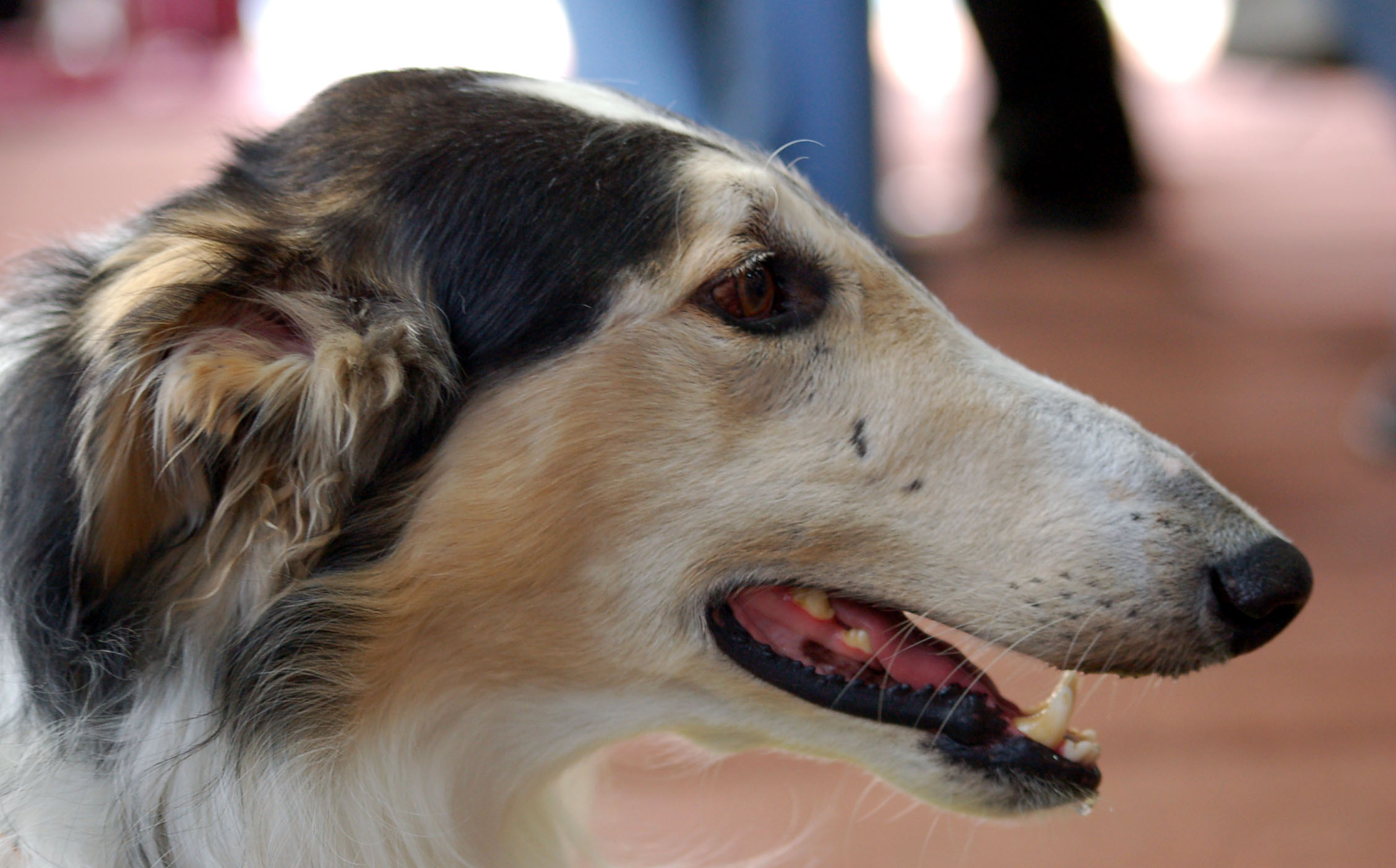 list of small dog breeds and pics dowload