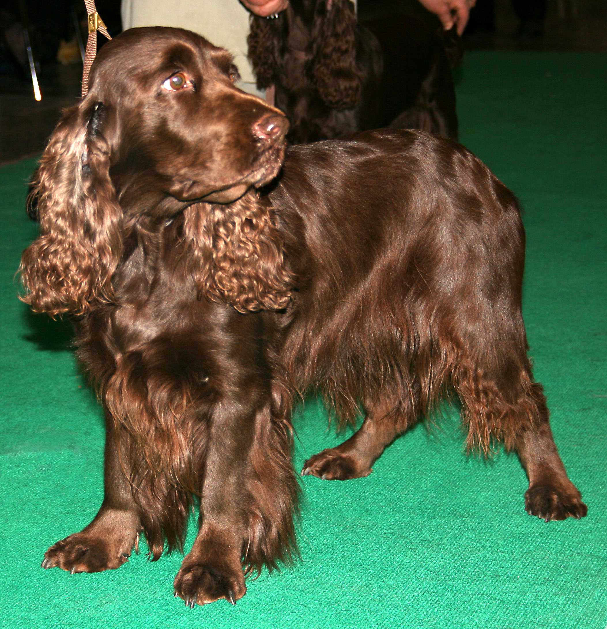 list of small dog breeds with pics dowload
