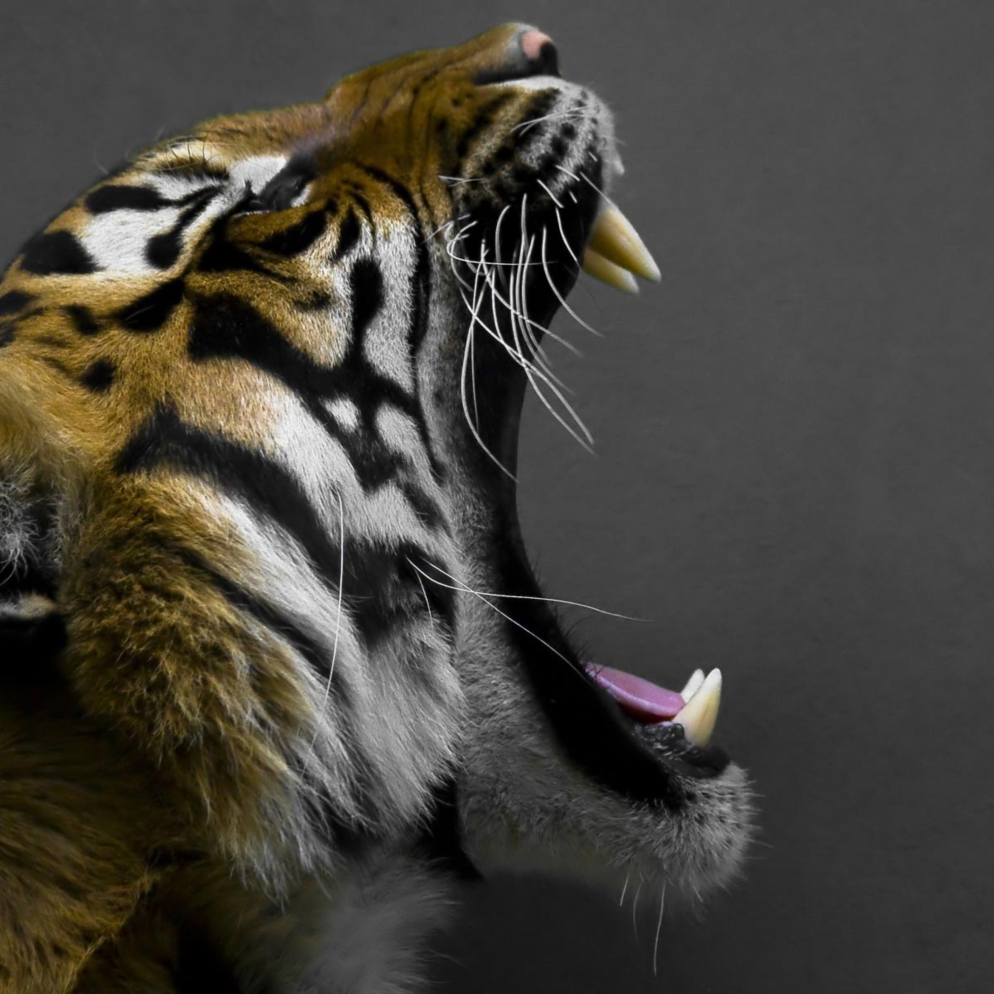 tigers iphone wallpaper dowload
