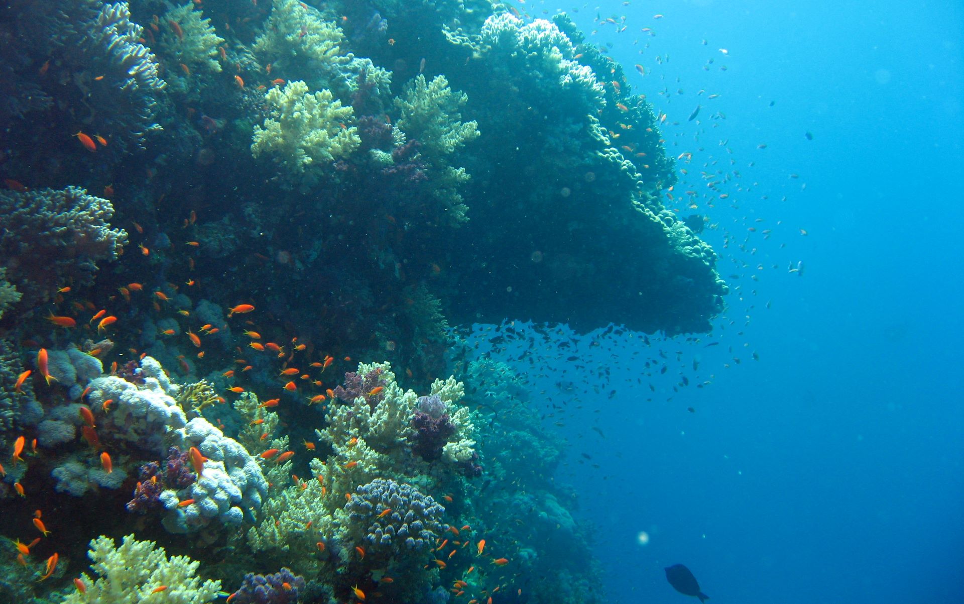 underwater ocean photography hd wallpaper