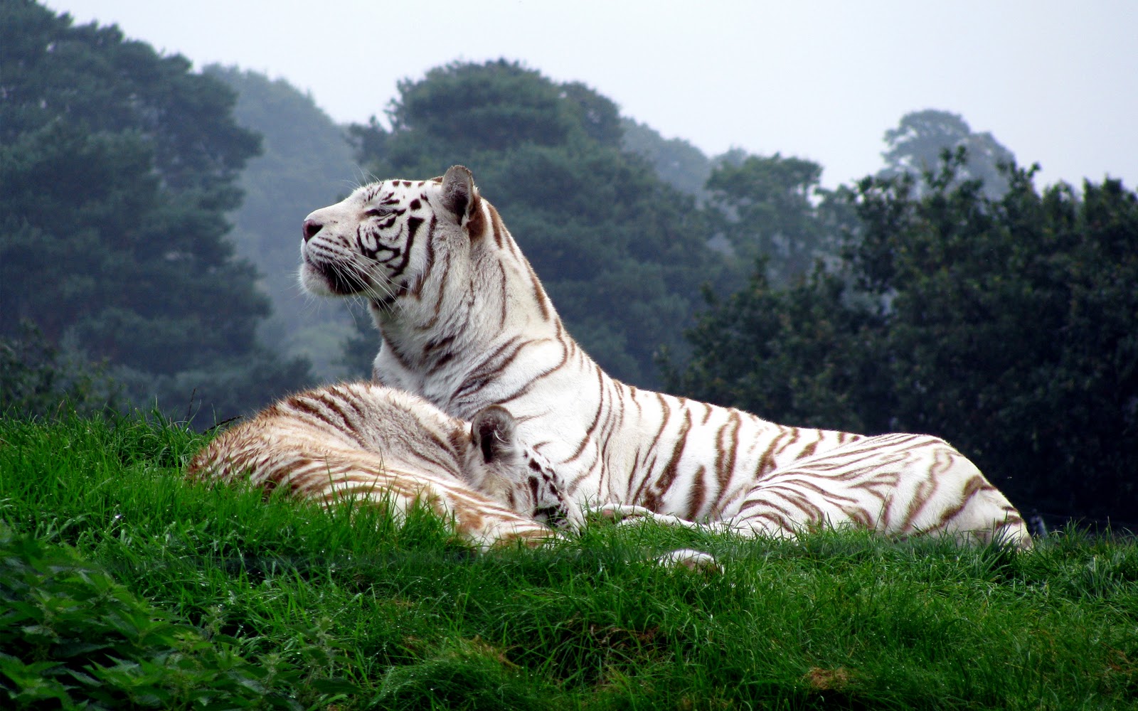 white tiger and factswallpaper