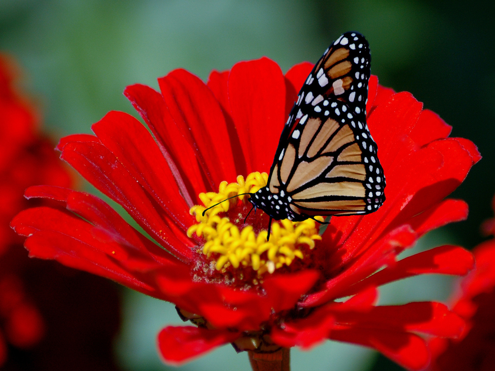 amazing beautiful butterfly wallpapers download