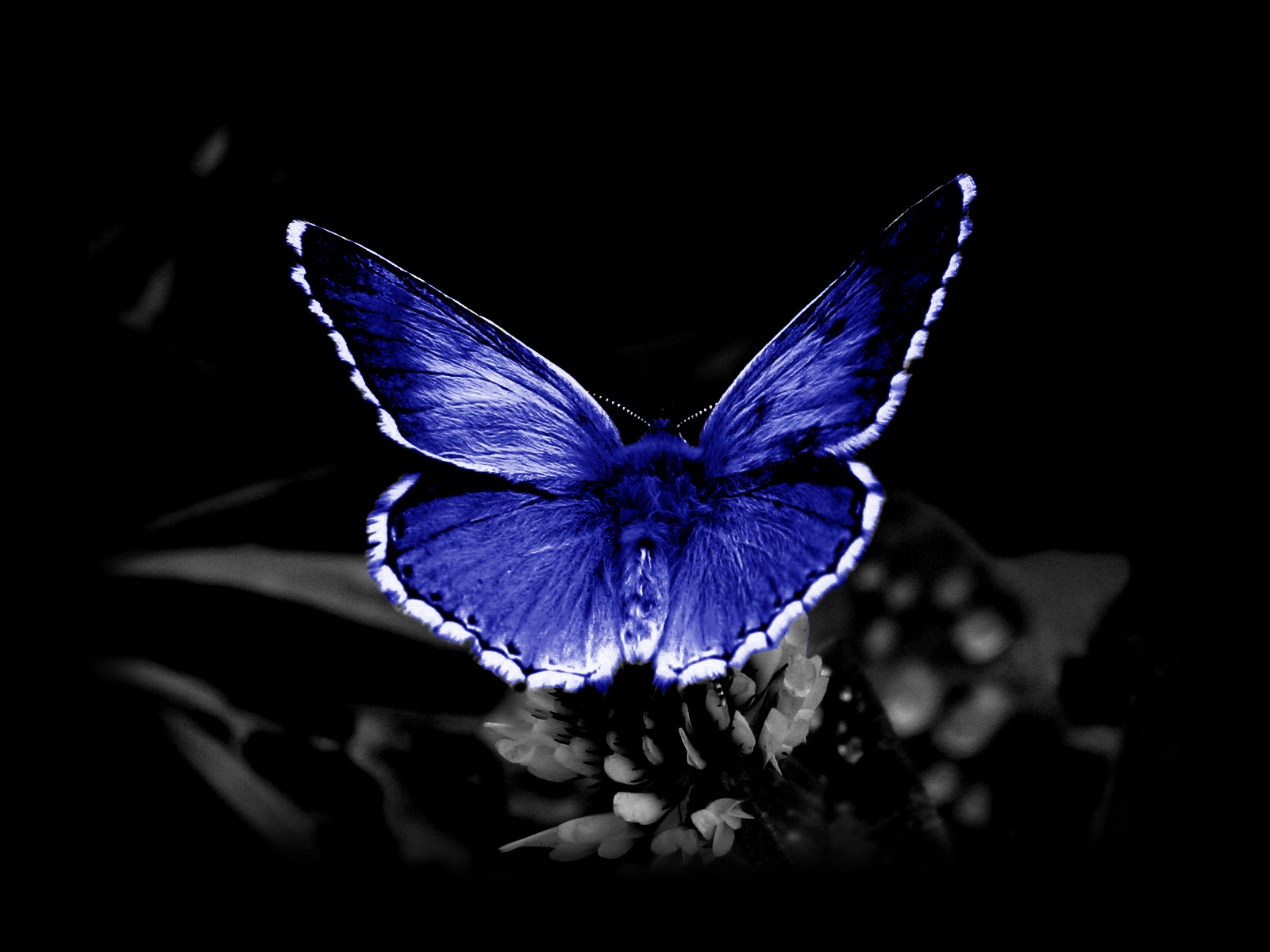 animal blue butterfly backgrounds wallpapers
