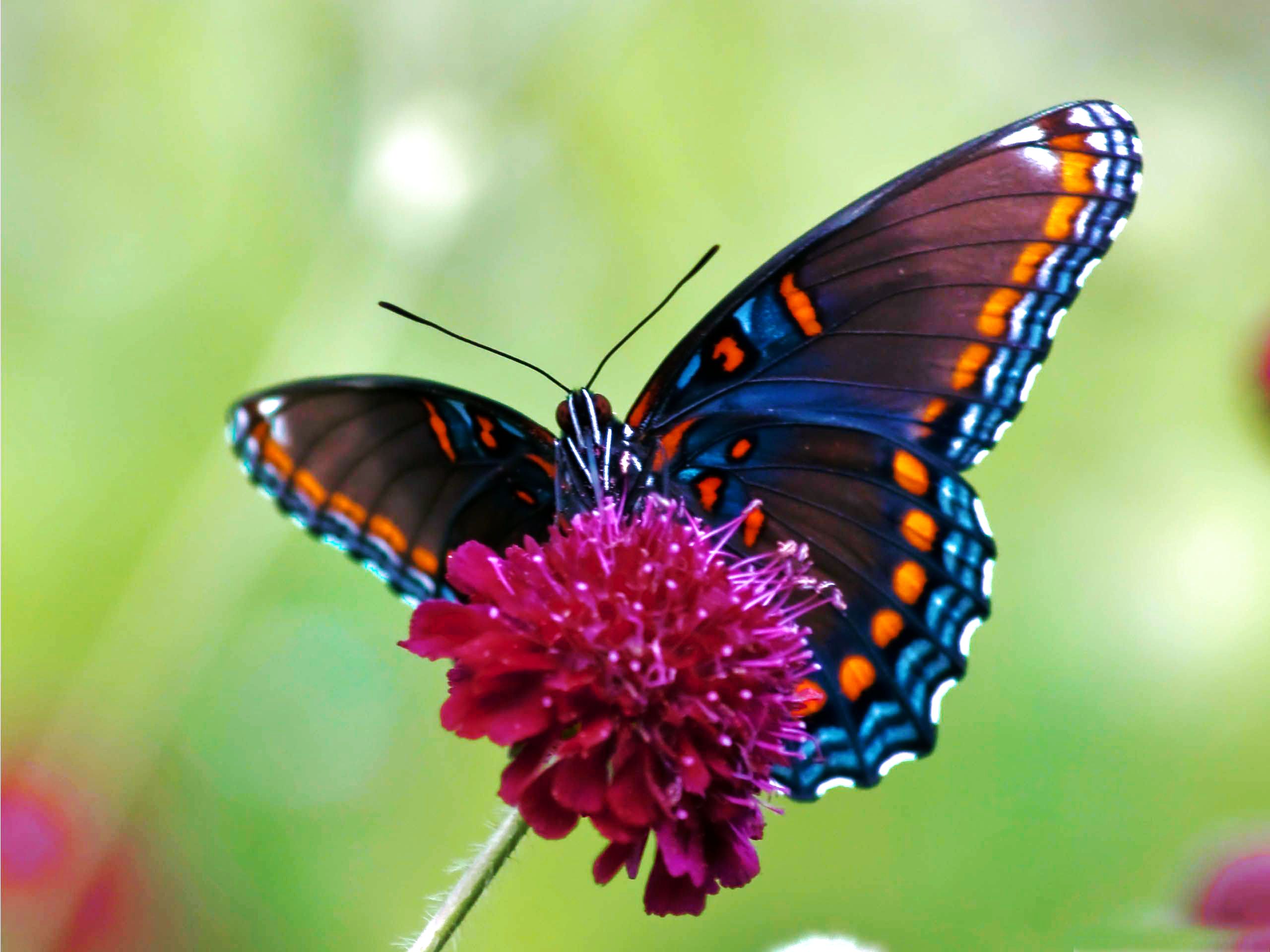animals other colorful butterflys