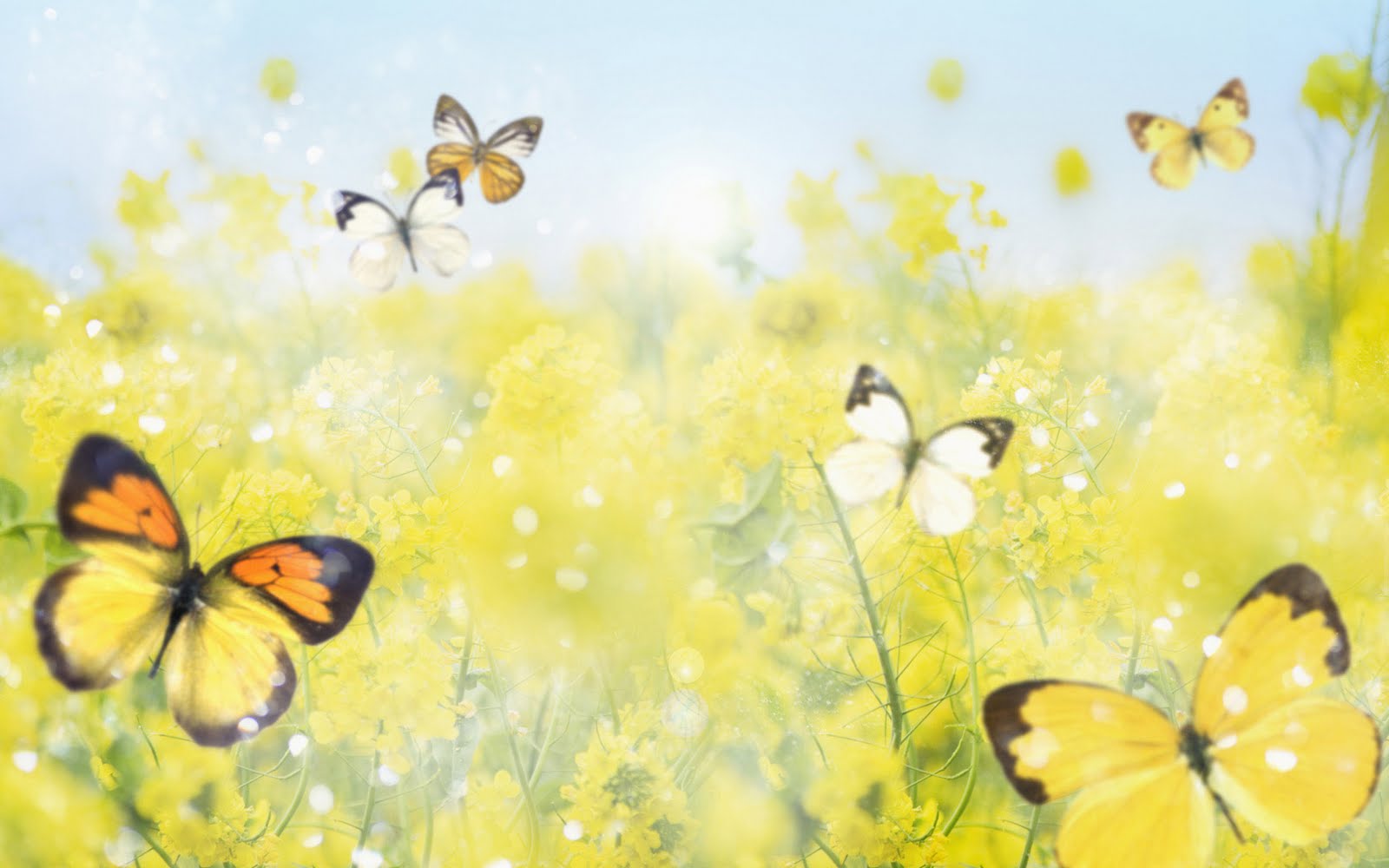 animated butterfly wallpaper