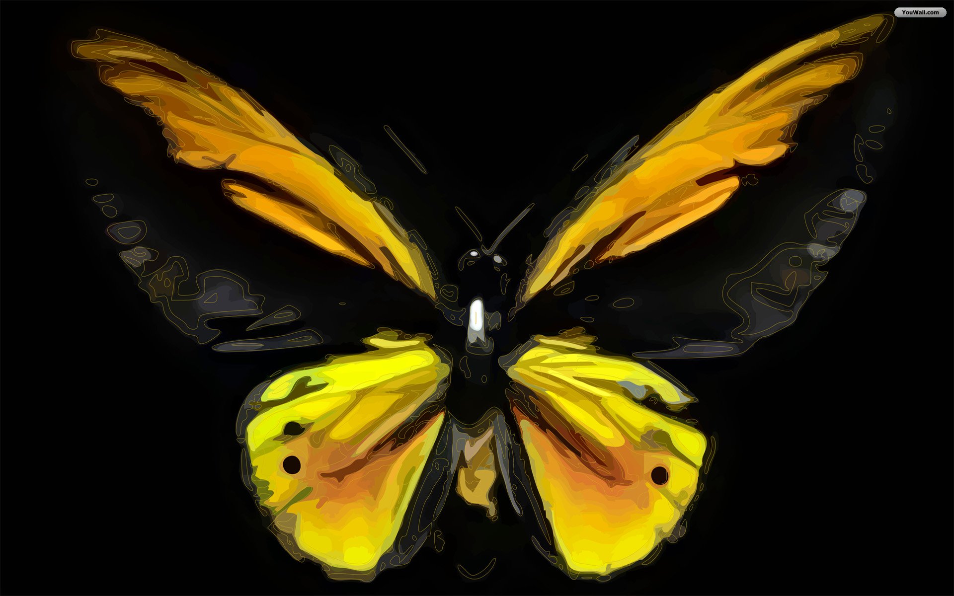 black yellow beautiful butterfly wallpaper