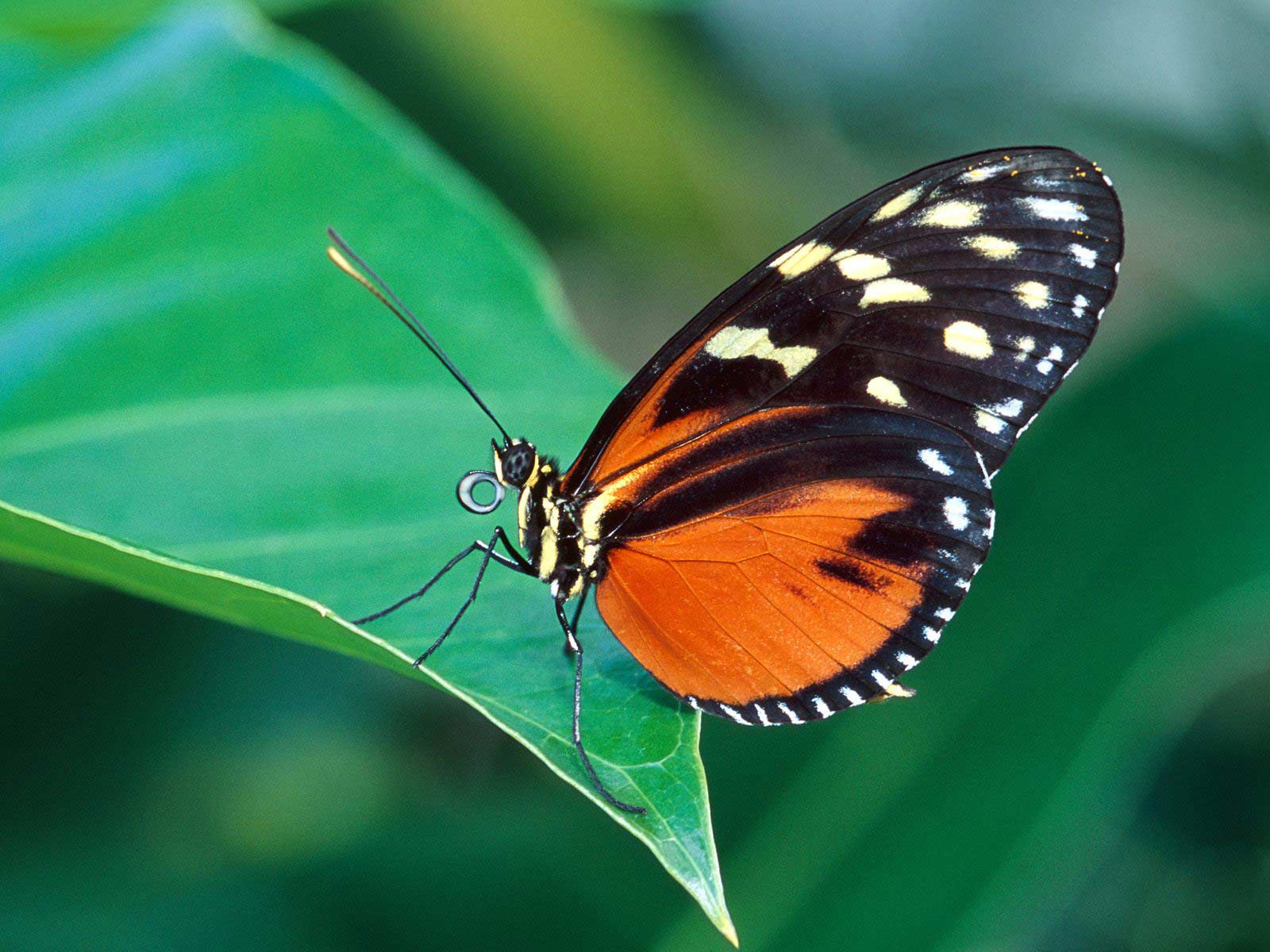 butterflies wallpaper hd butterfly wallpaper