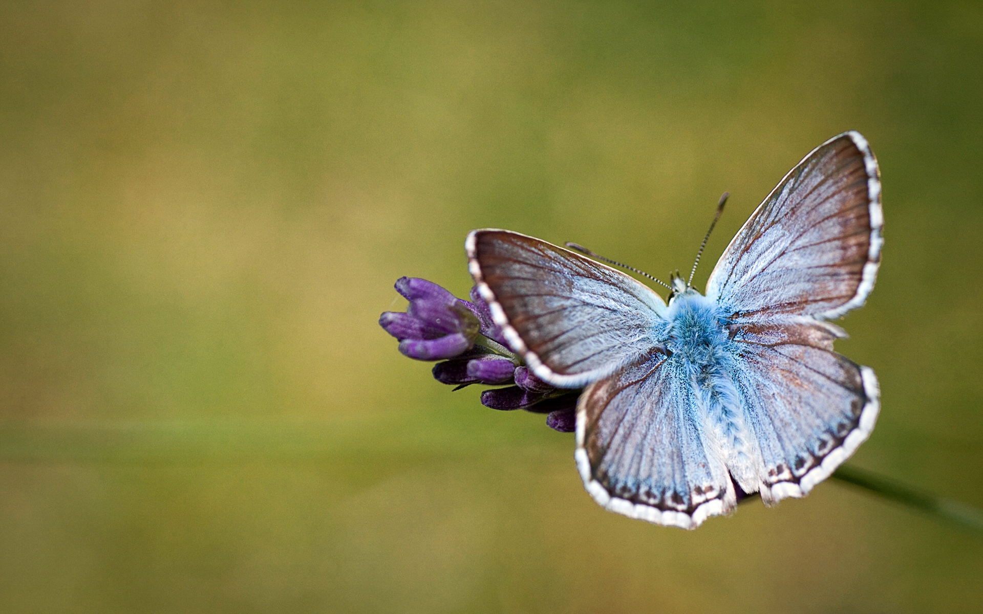 butterfly hd wallpapers dowload