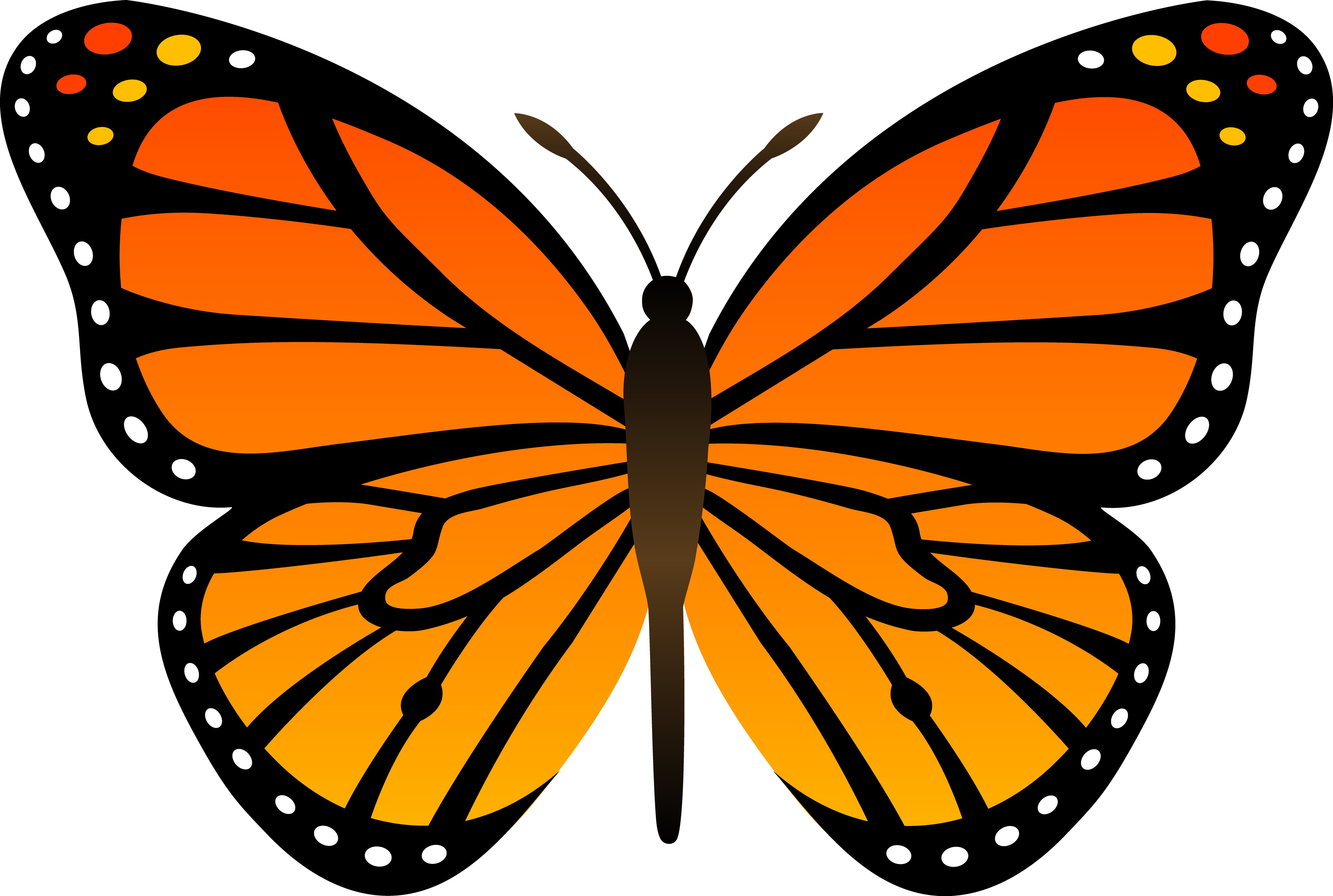 butterfly pics dowload