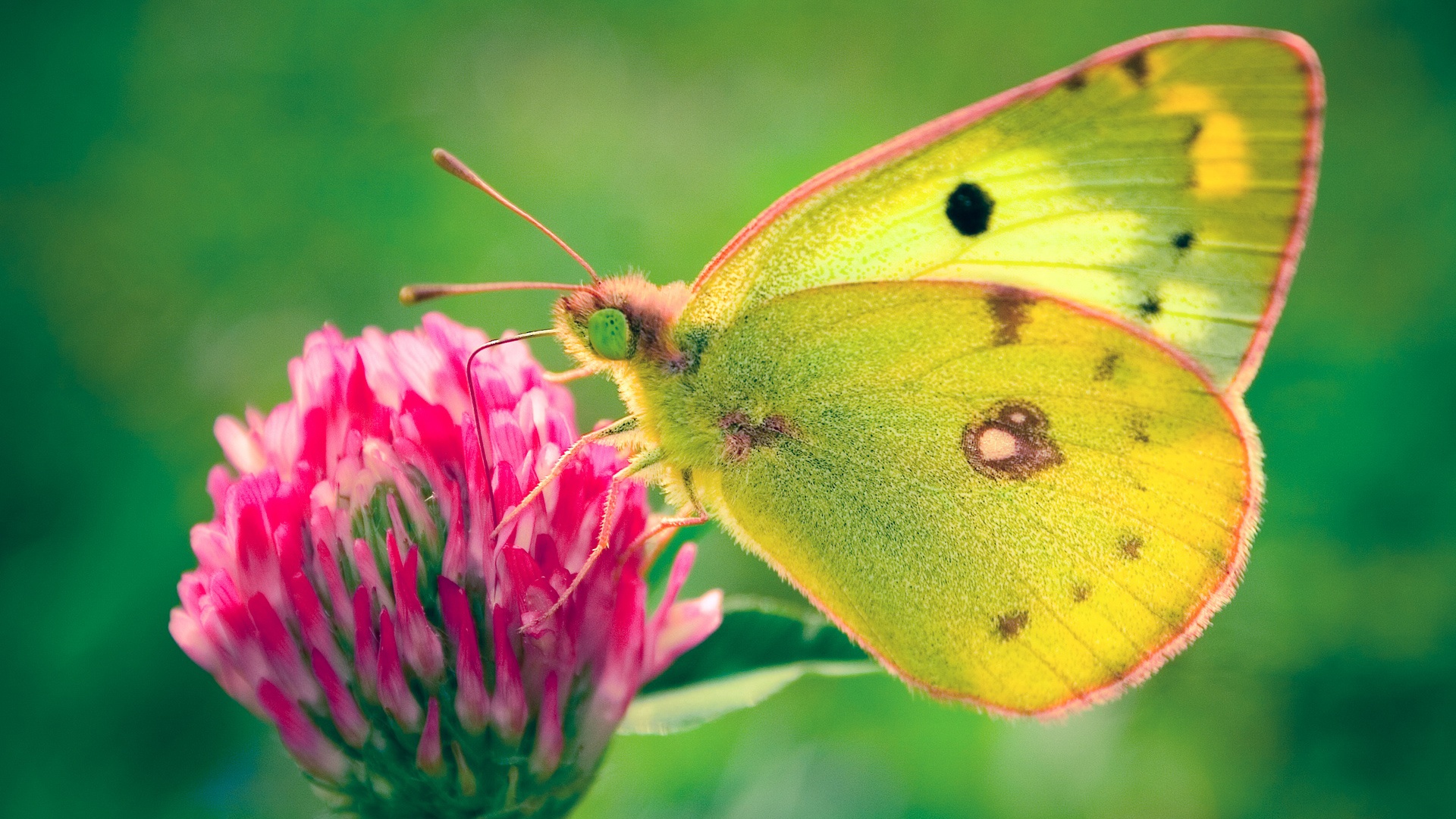 butterfly pics wallpaper dowload