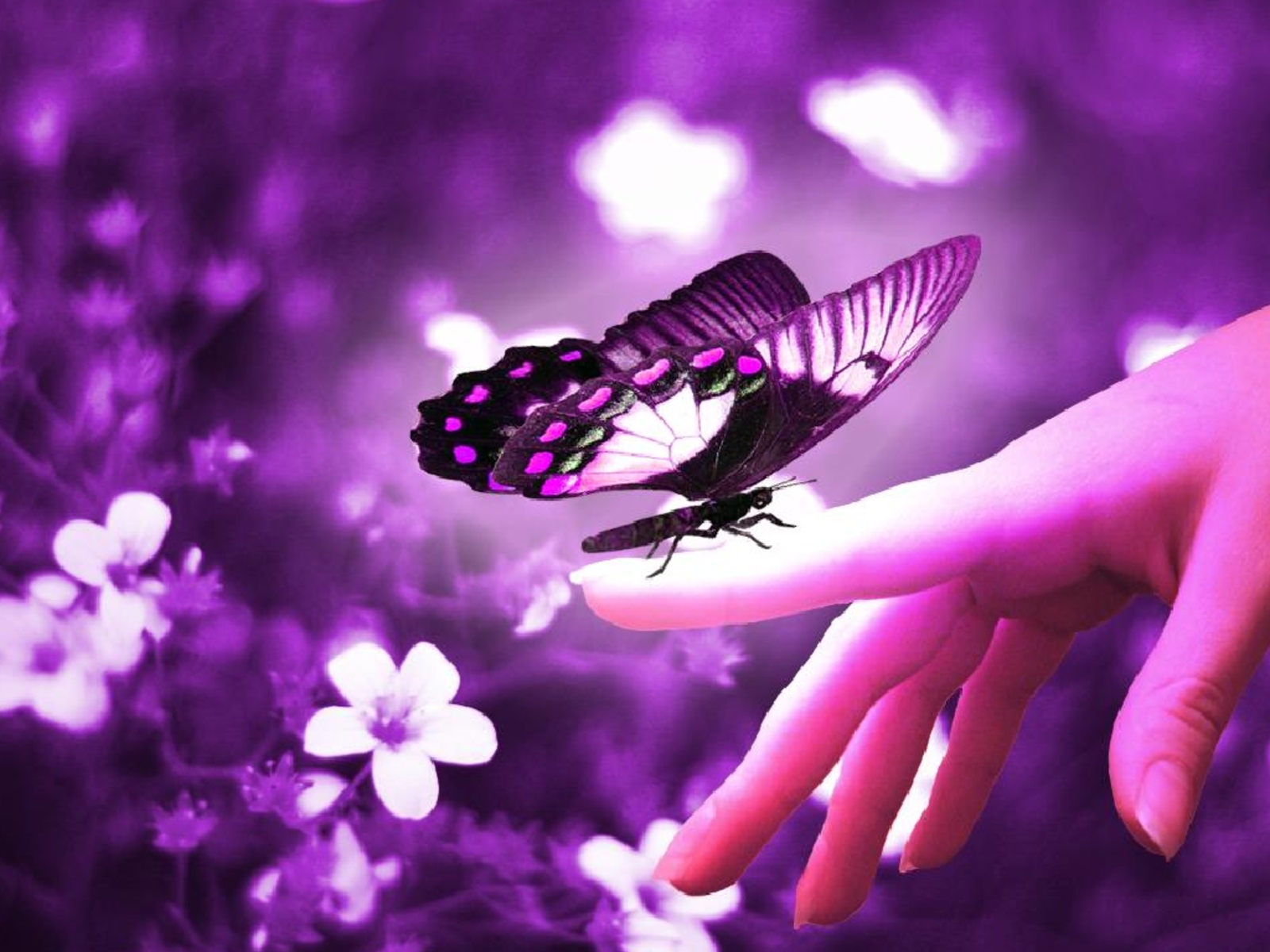 butterfly pics wallpaper