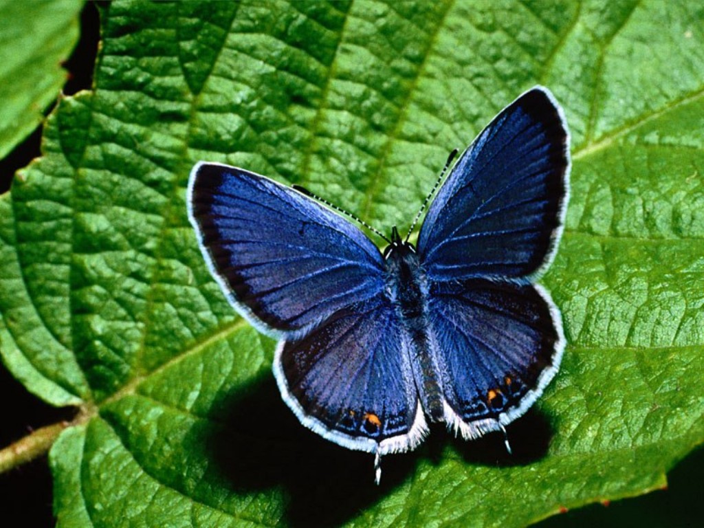 butterfly wallpaper hd wallpapers