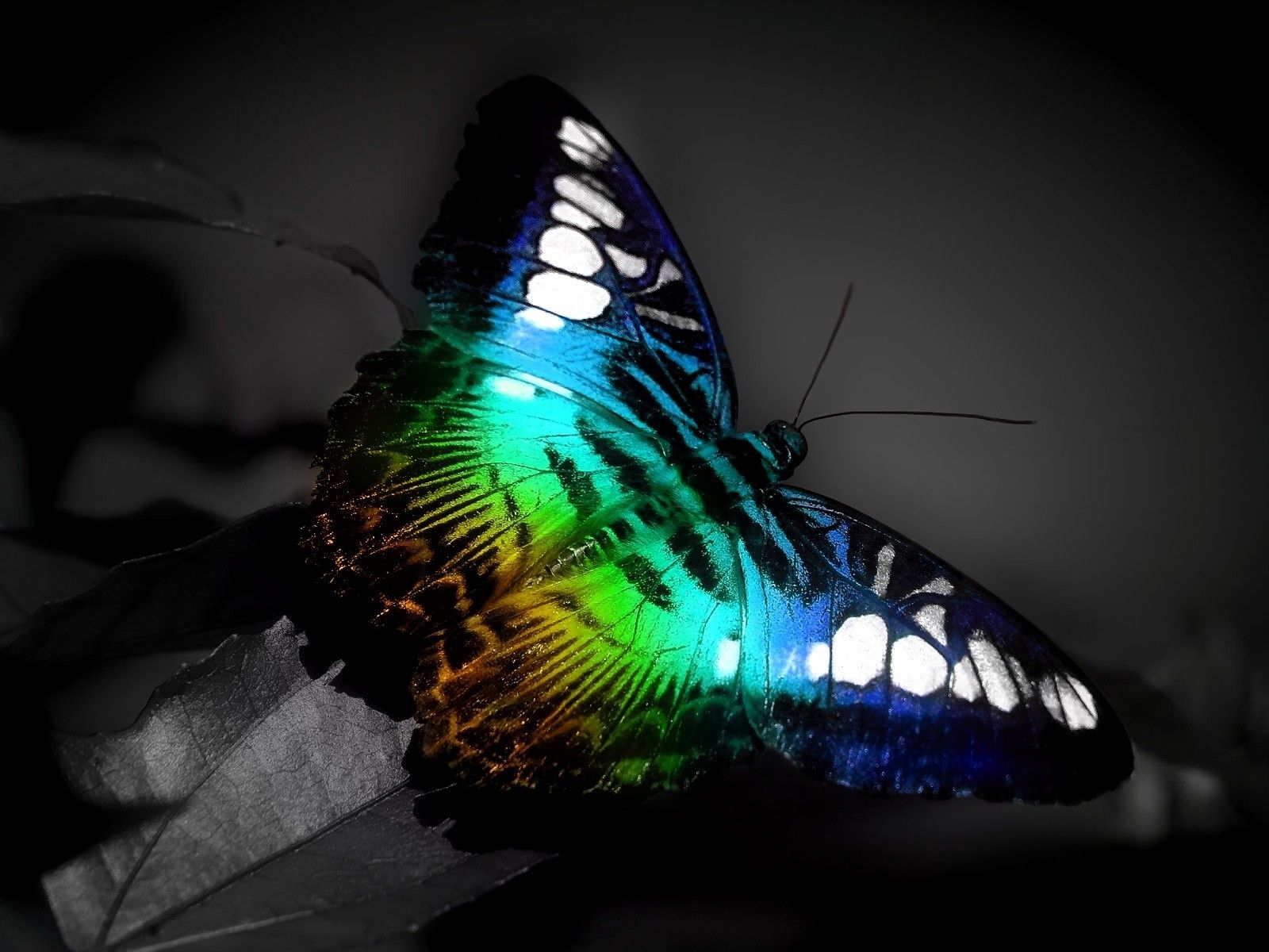 butterfly wallpaper images dowload
