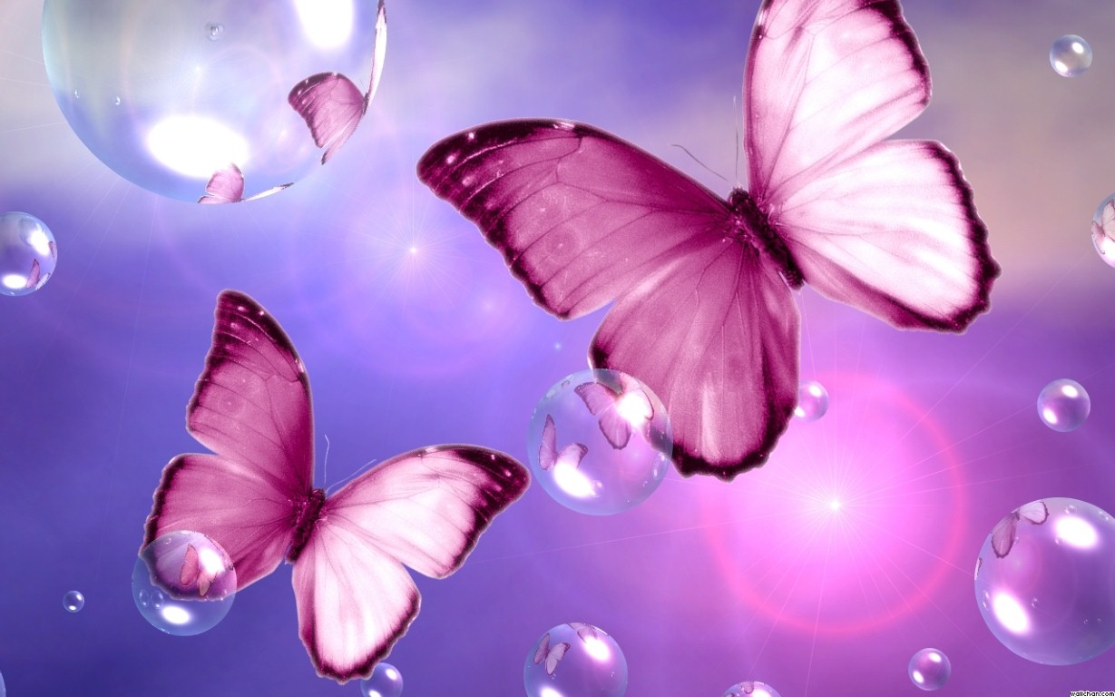 butterfly wallpaper