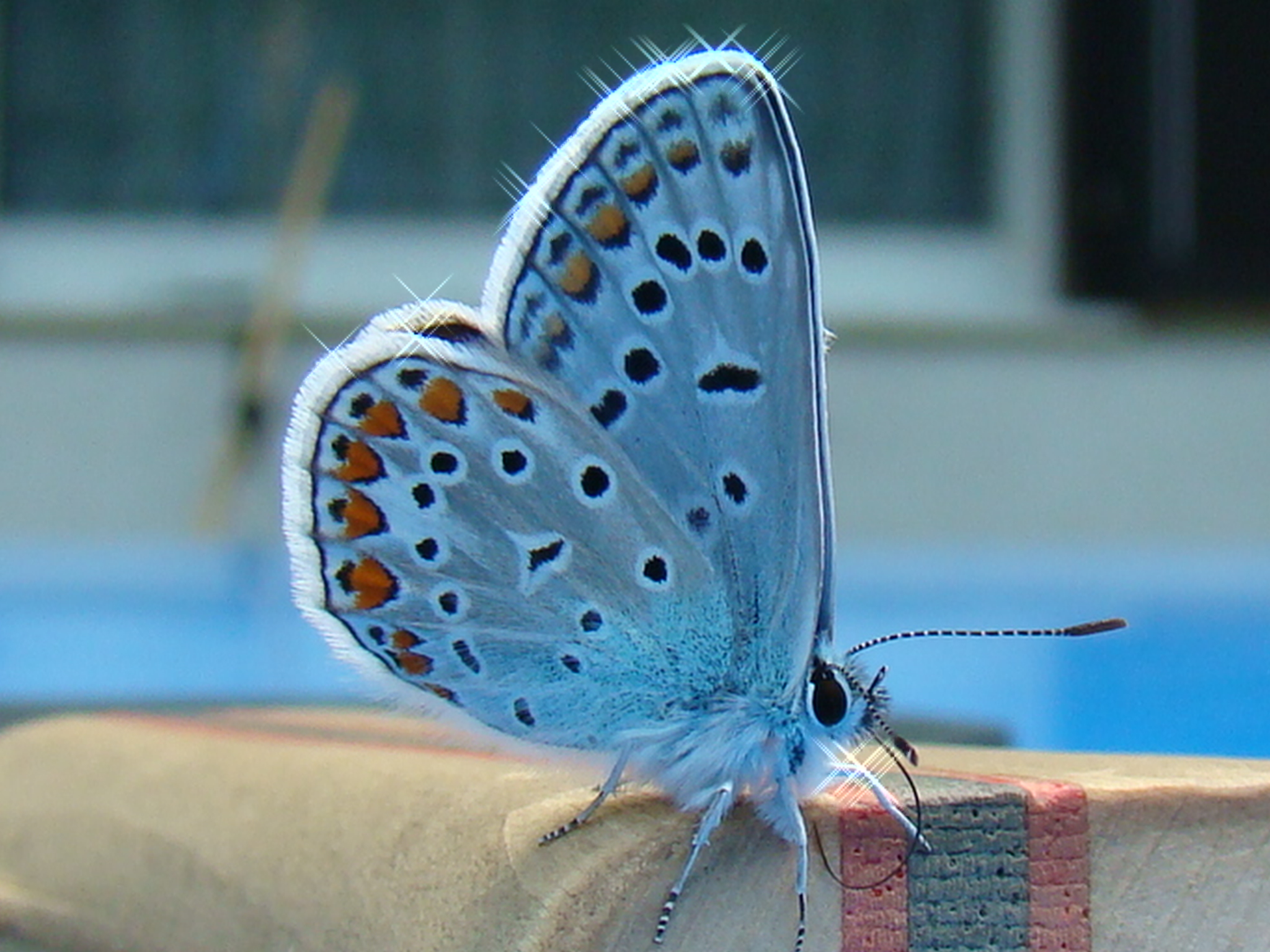 desktop butterfly images dowload