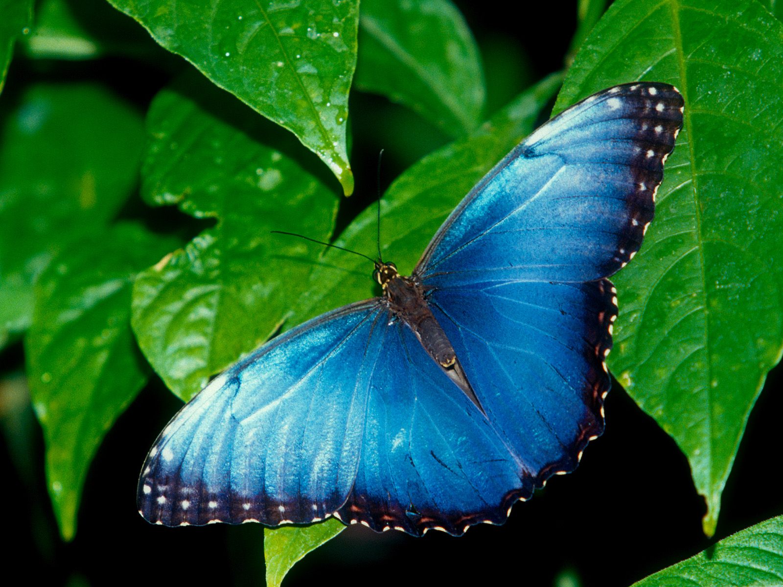 desktop butterfly wallpaper pictures