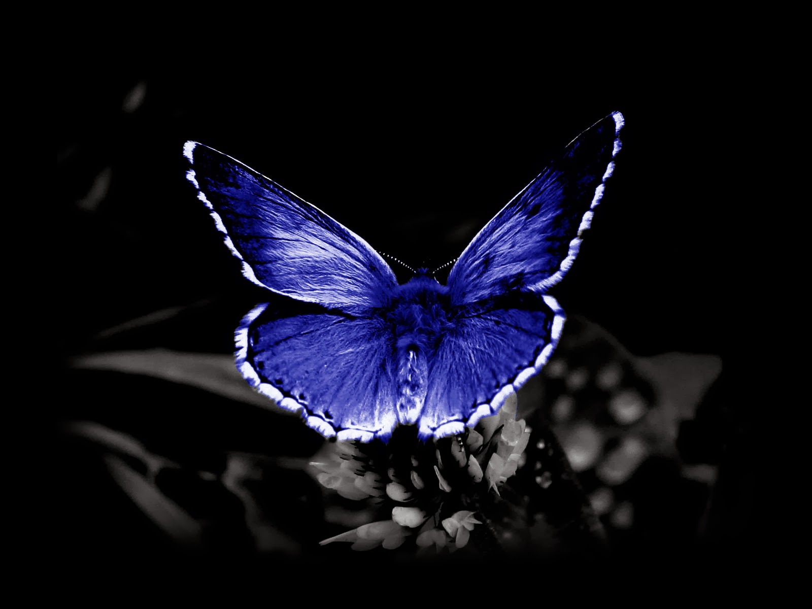 desktop butterfly wallpapers free