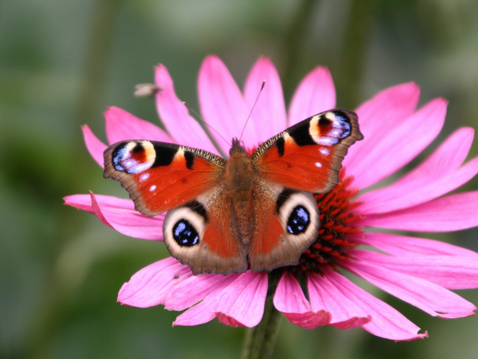desktop hd butterfly wallpapers dowload