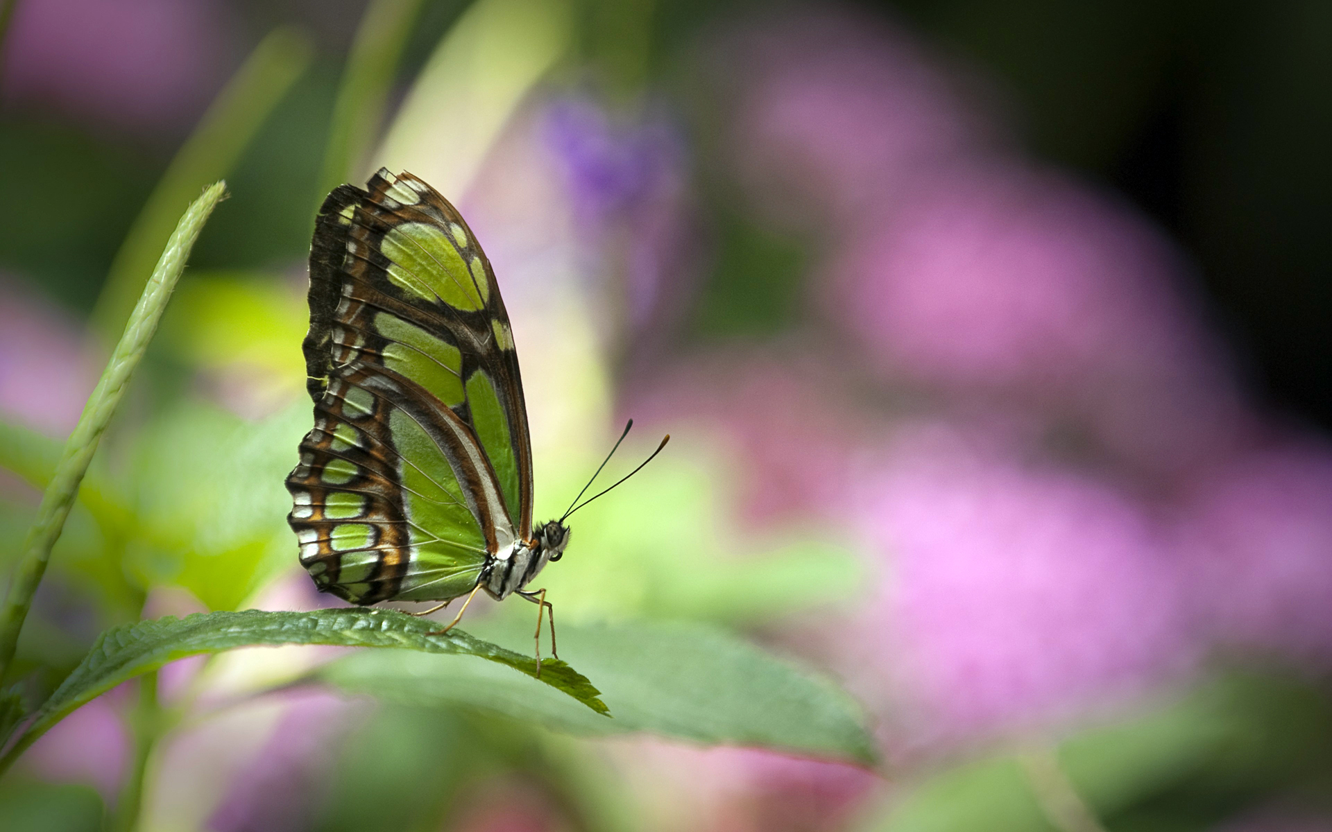 green butterfly wide