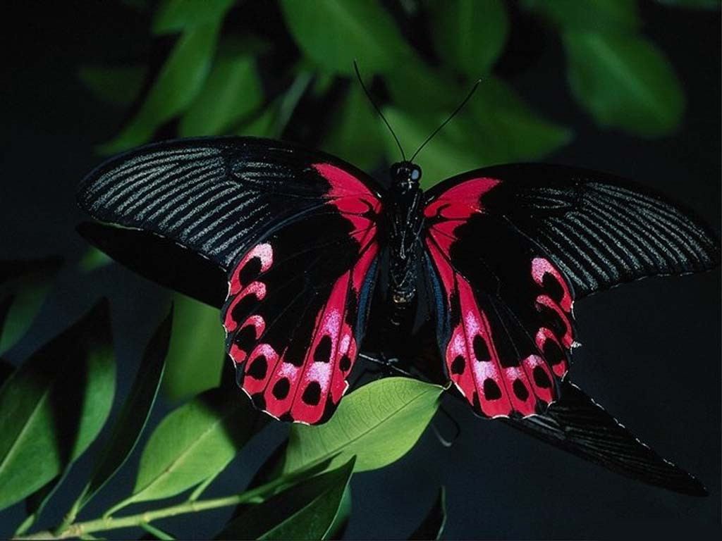 hd beautiful black butterfly