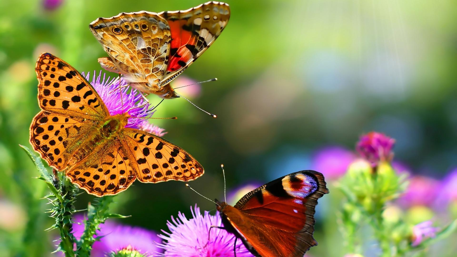 hd butterfly wallpaper dowload
