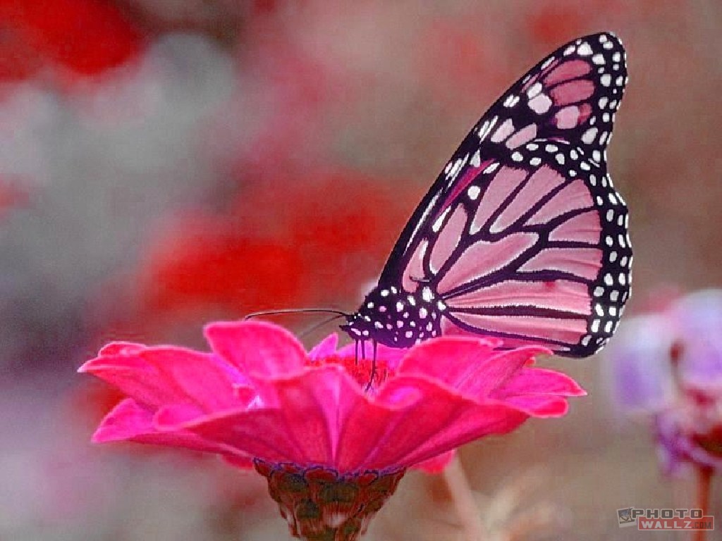 hd pink butterfly wallpapers