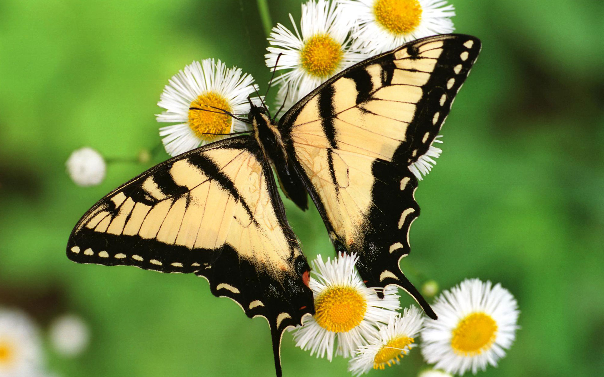 hd tiger pics and facts for kids