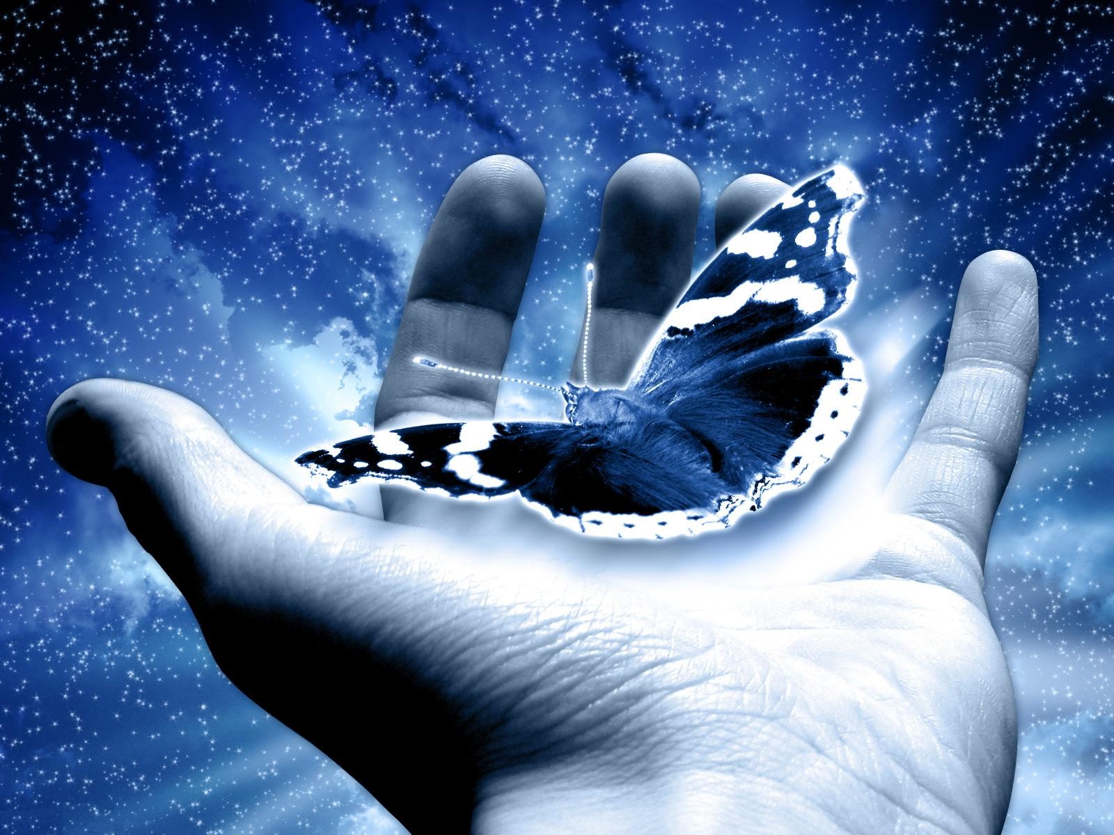 holding a butterfly wallpaper