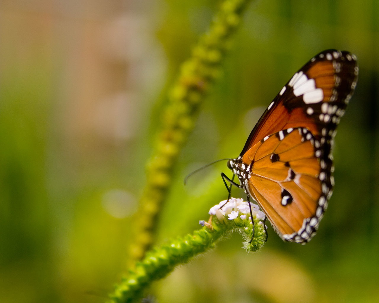 orange butterfly