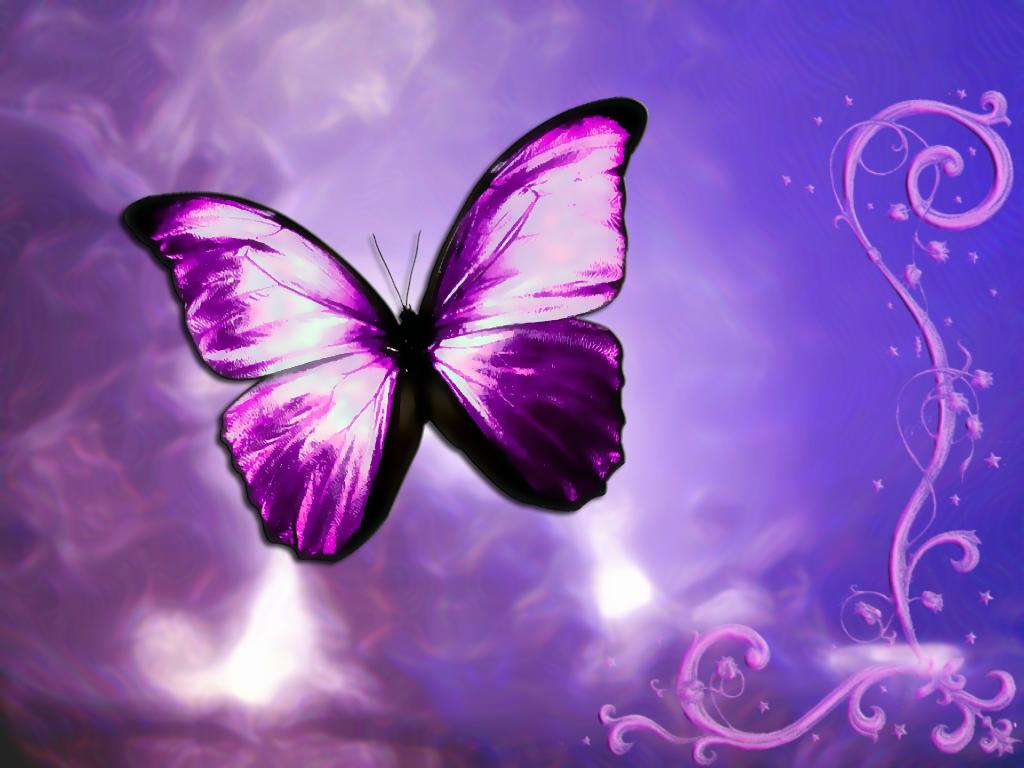 purple fantasy butterfly postcard hd wallpaper