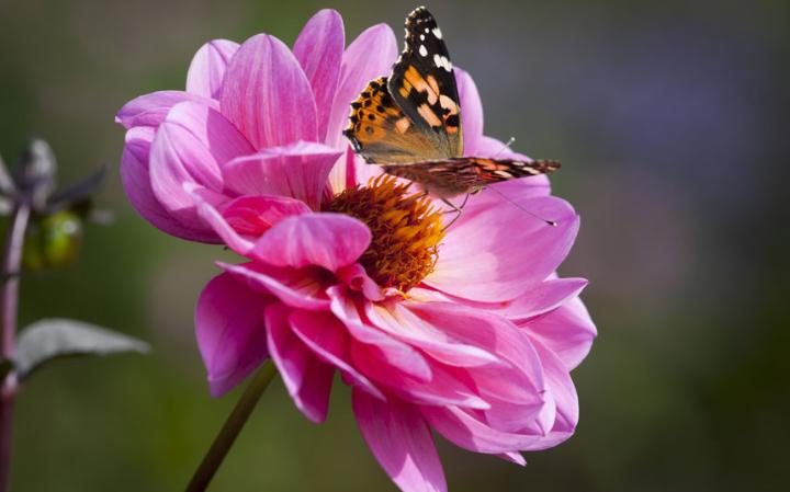 rose beautiful butterfly hd