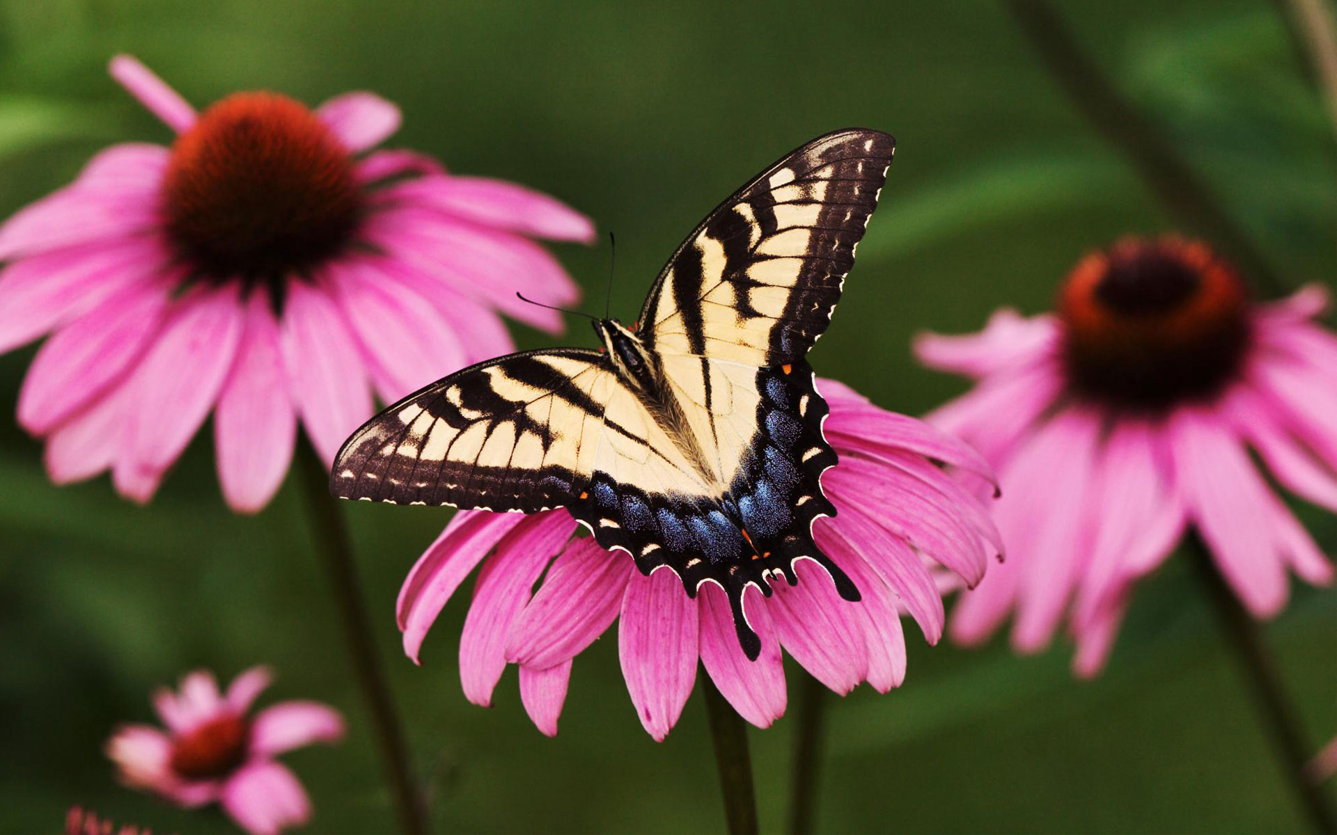 tiger swallowtail butterfly purple coneflower wide