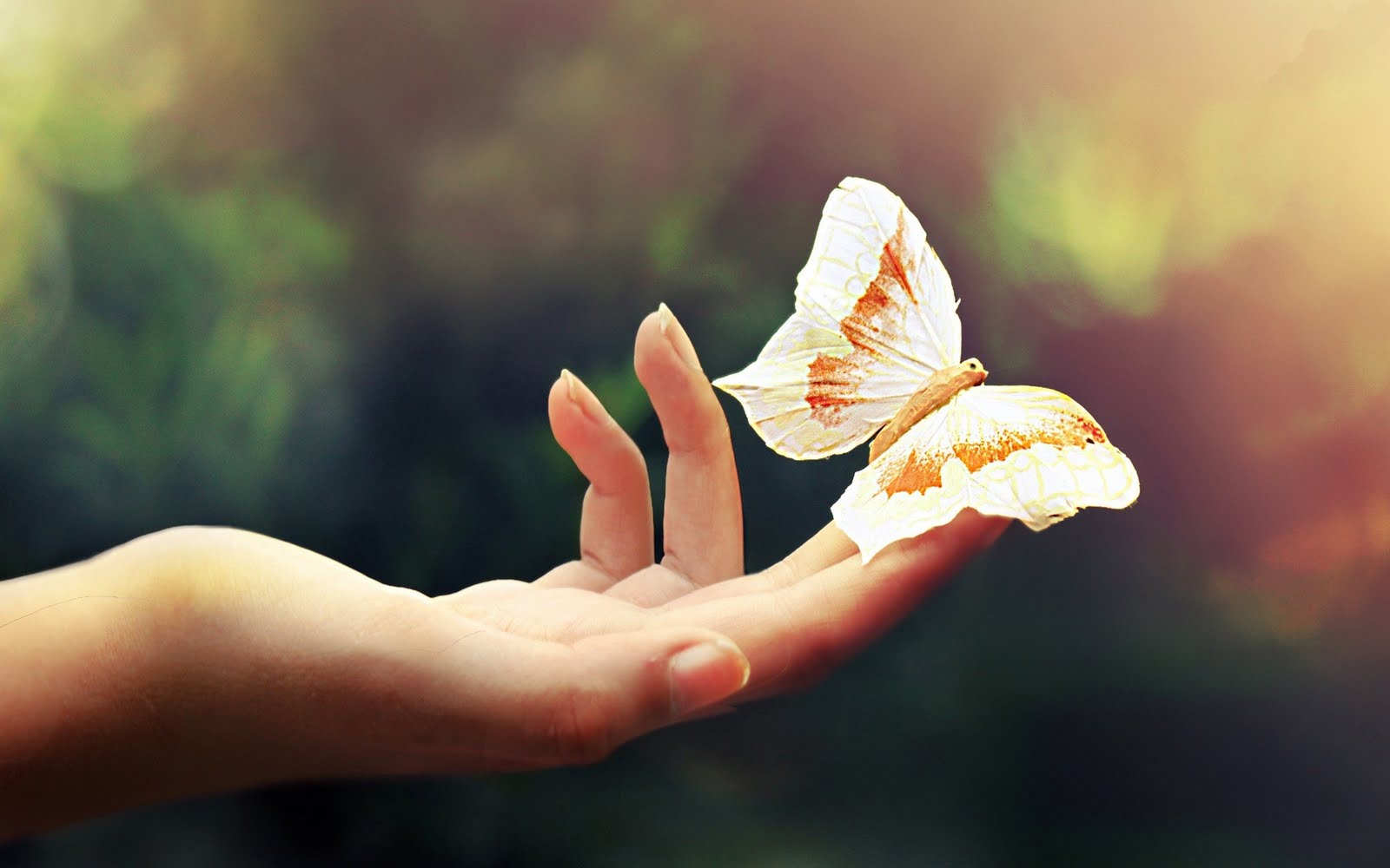 wallpaper butterfly photography depth of field