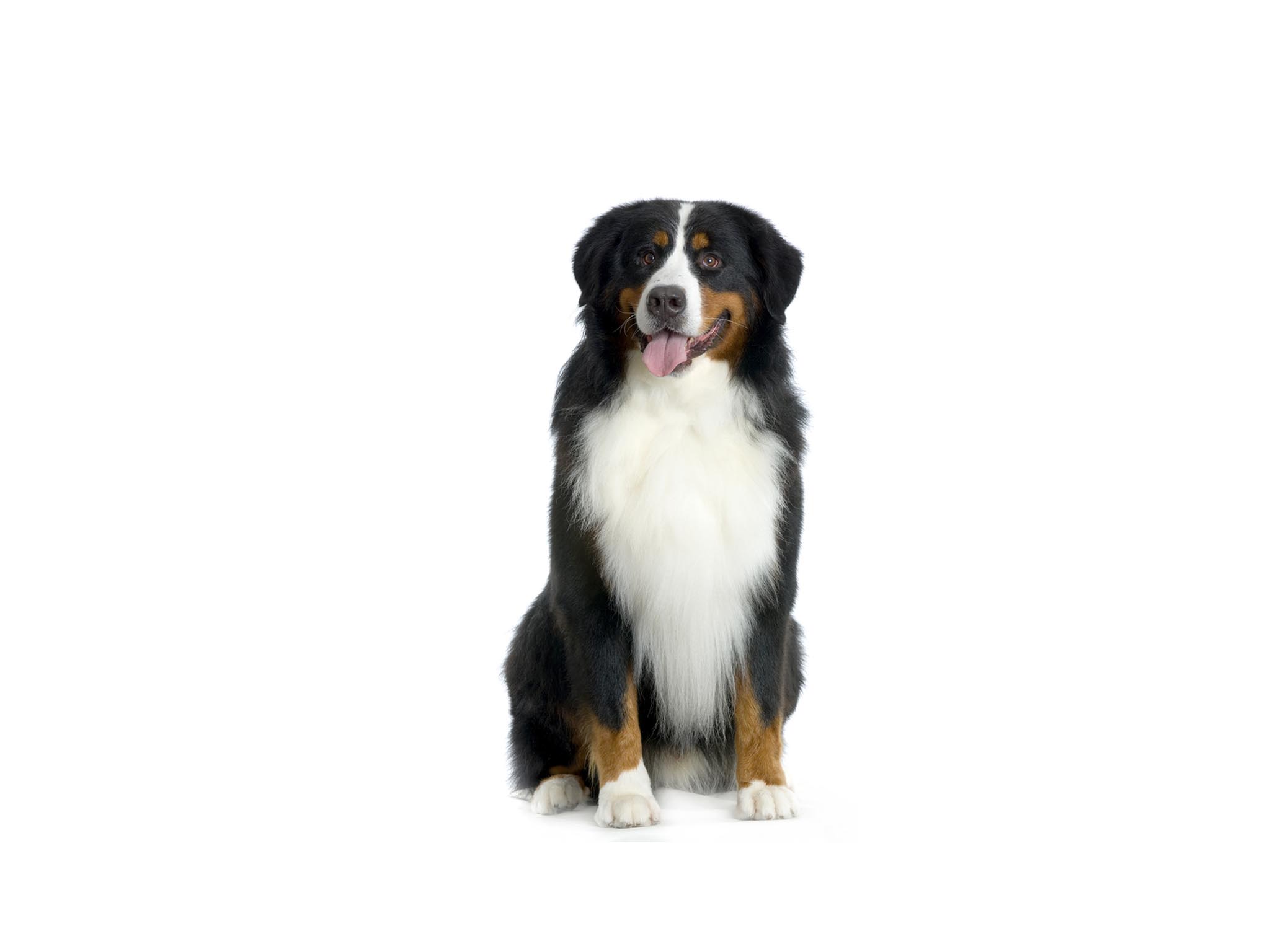 sitting dogs images wallpaper