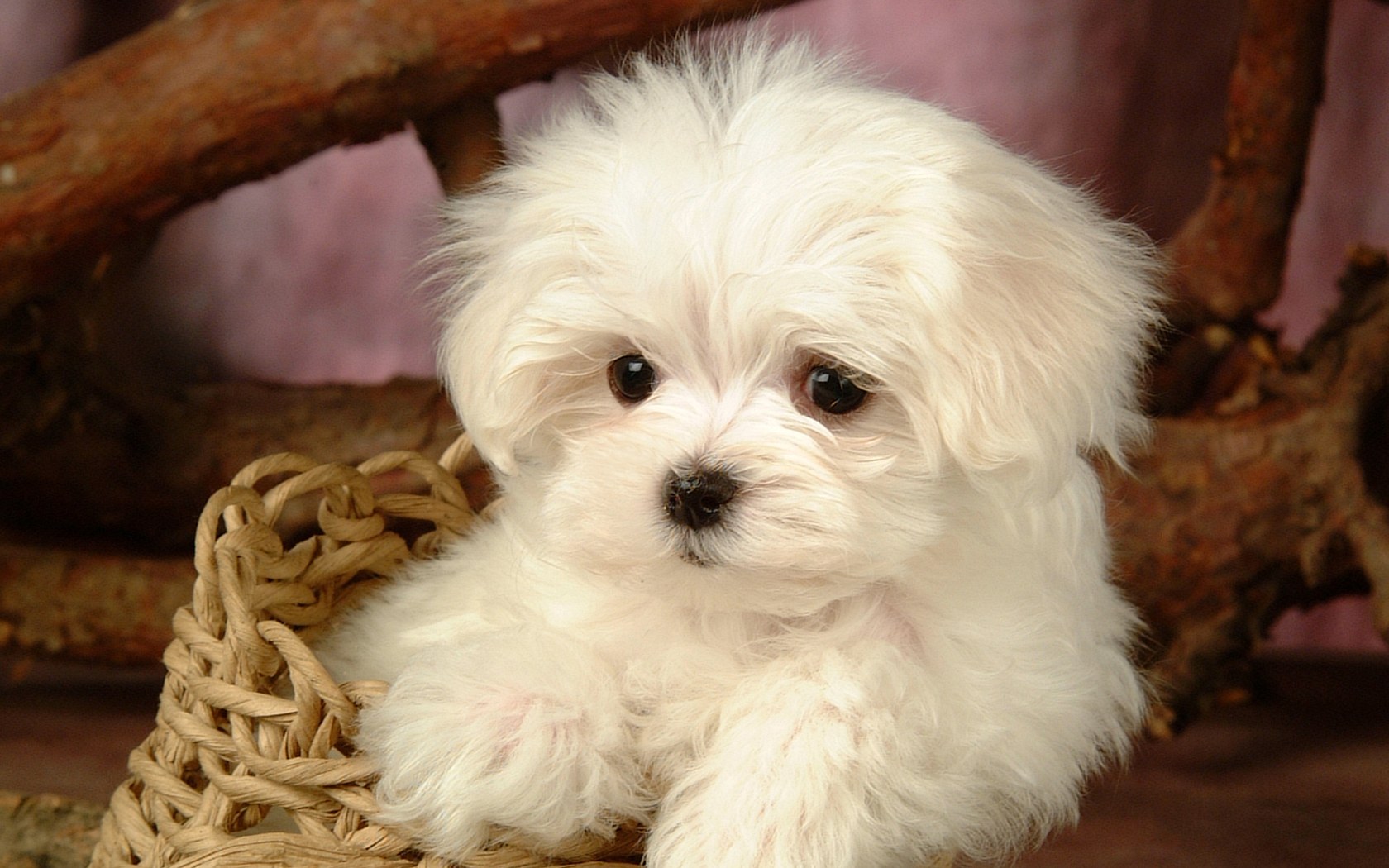 small breed dog images wallpaper
