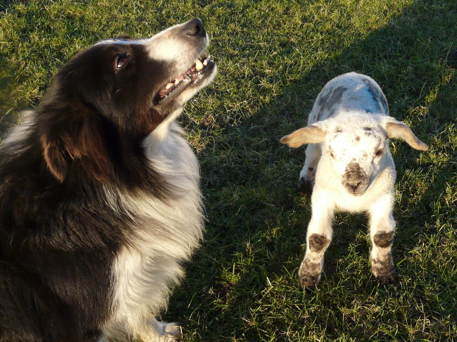 small breeds of dogs with images wallpaper