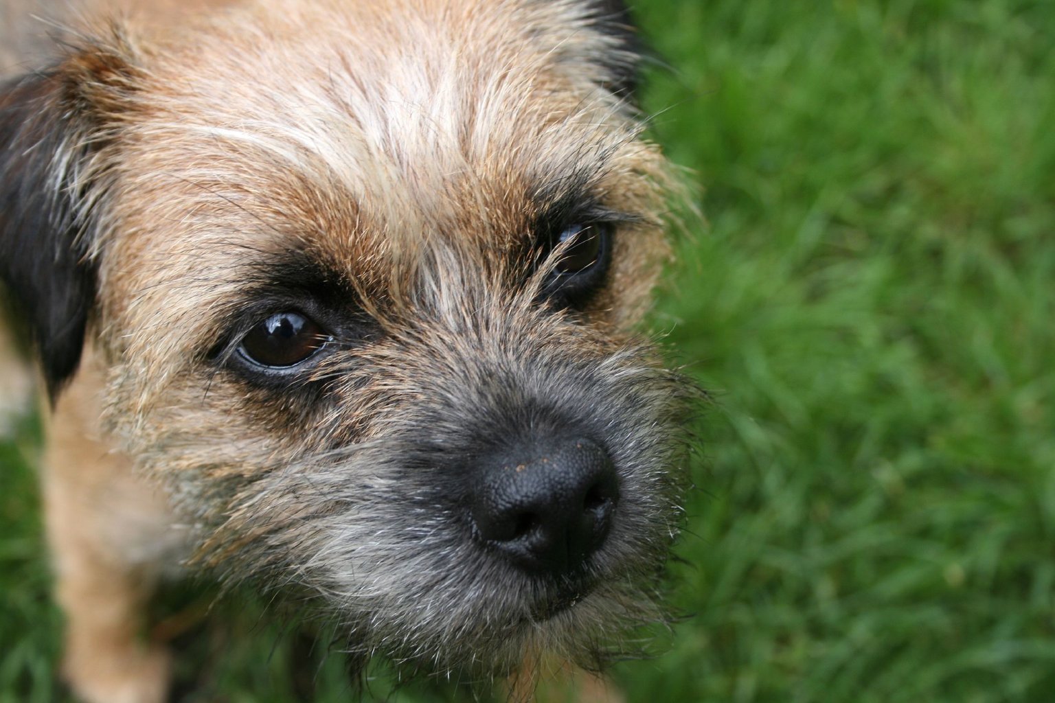 small dog breeds images and names wallpaper