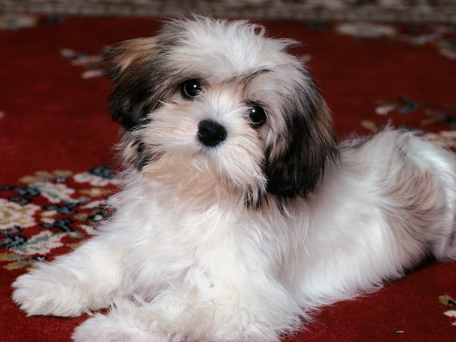small dog breeds list and images wallpaper