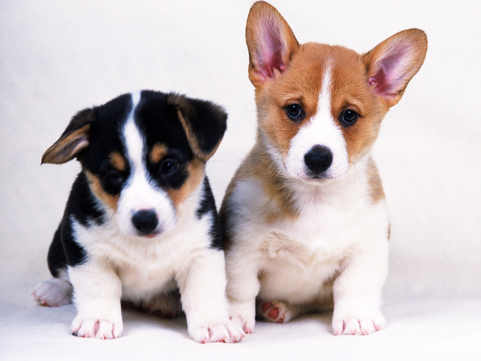 small dog images and names wallpaper