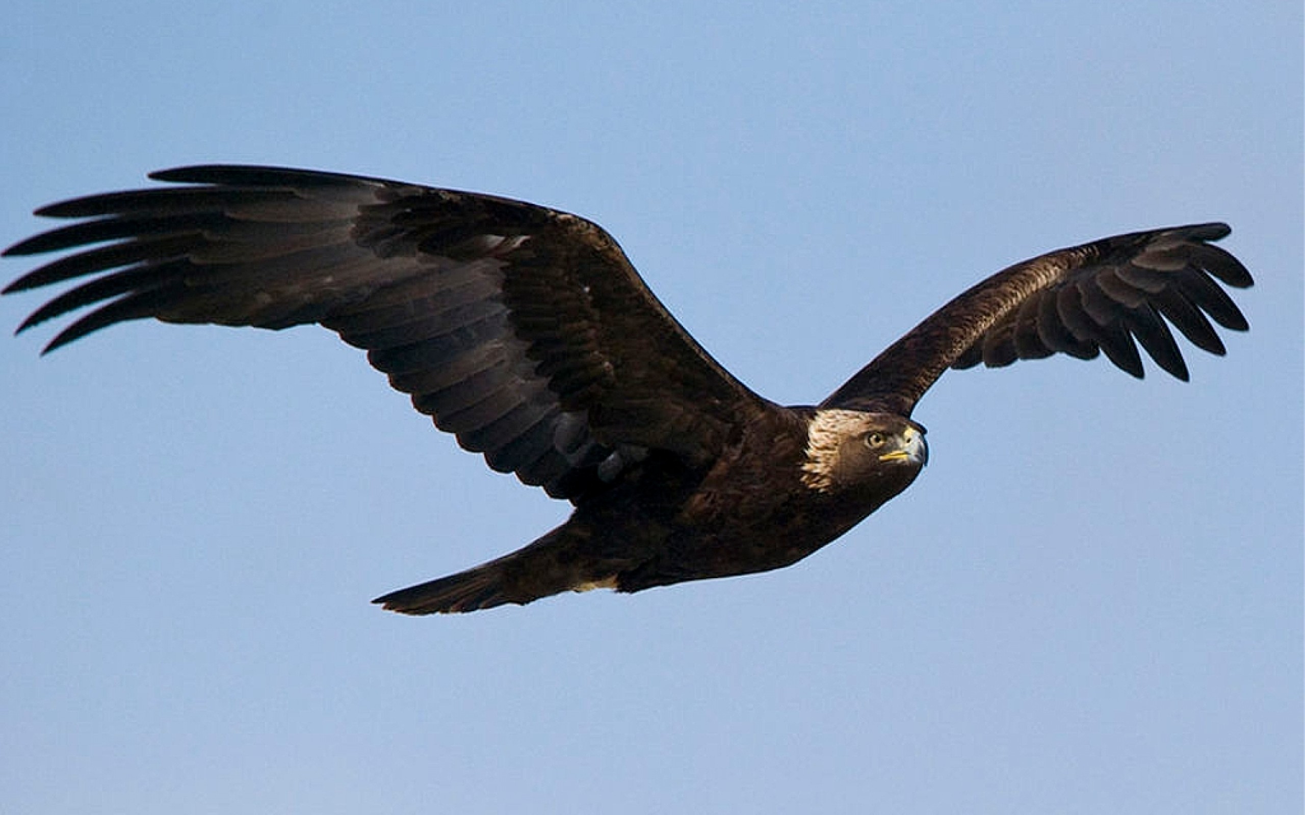 a picture of a golden eagle wallpaper