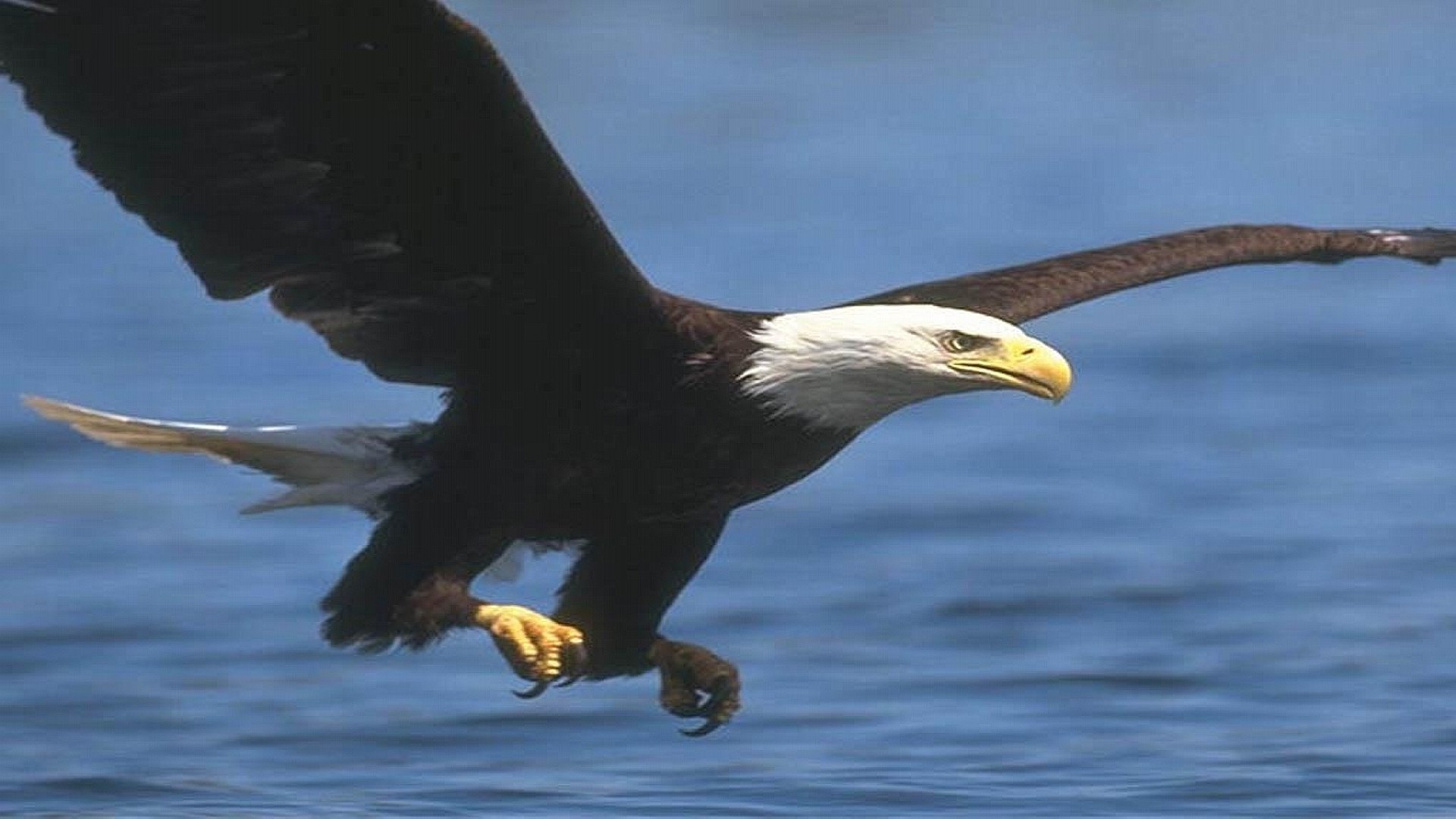 bald eagle pics free
