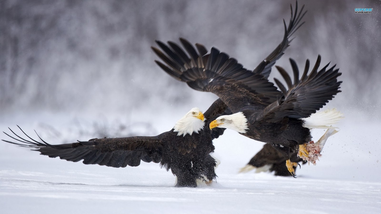 beautiful eagles pics dowload
