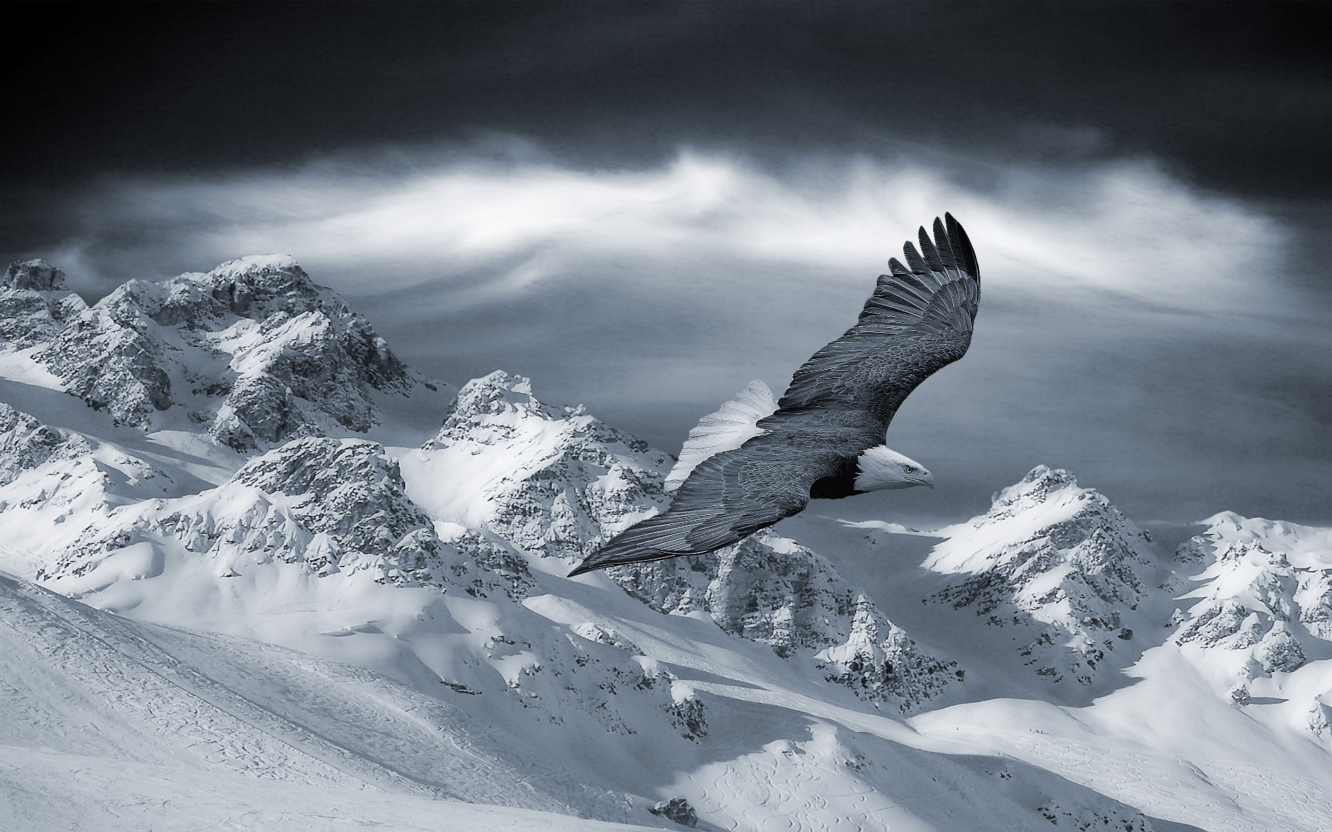 desktop eagle black and whitewallpaper