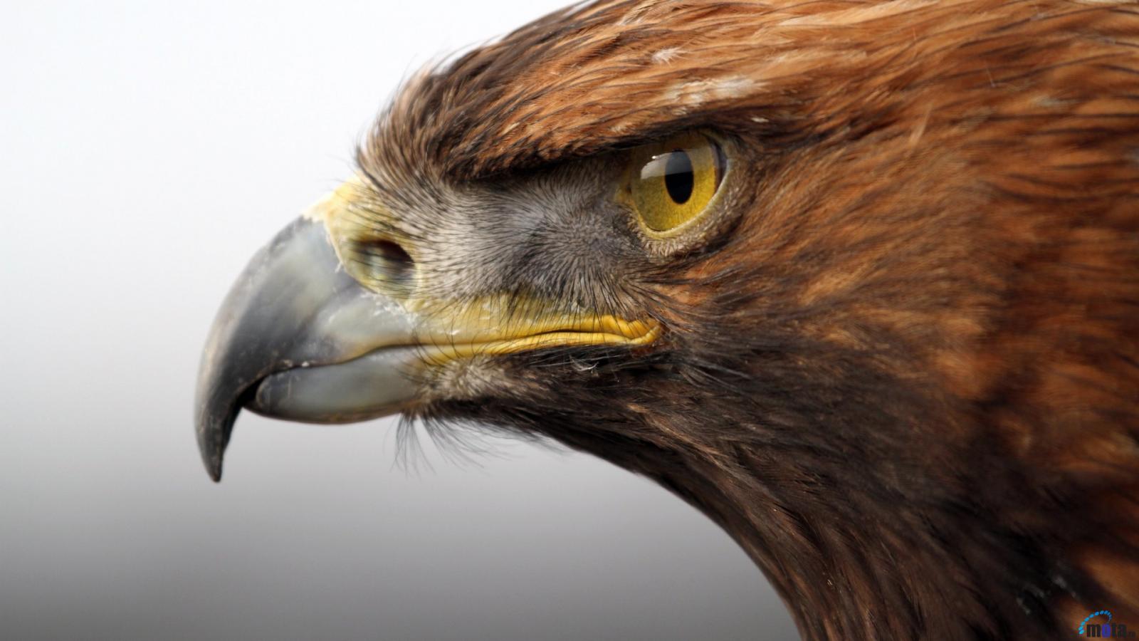 desktop eagle image download wallpaper