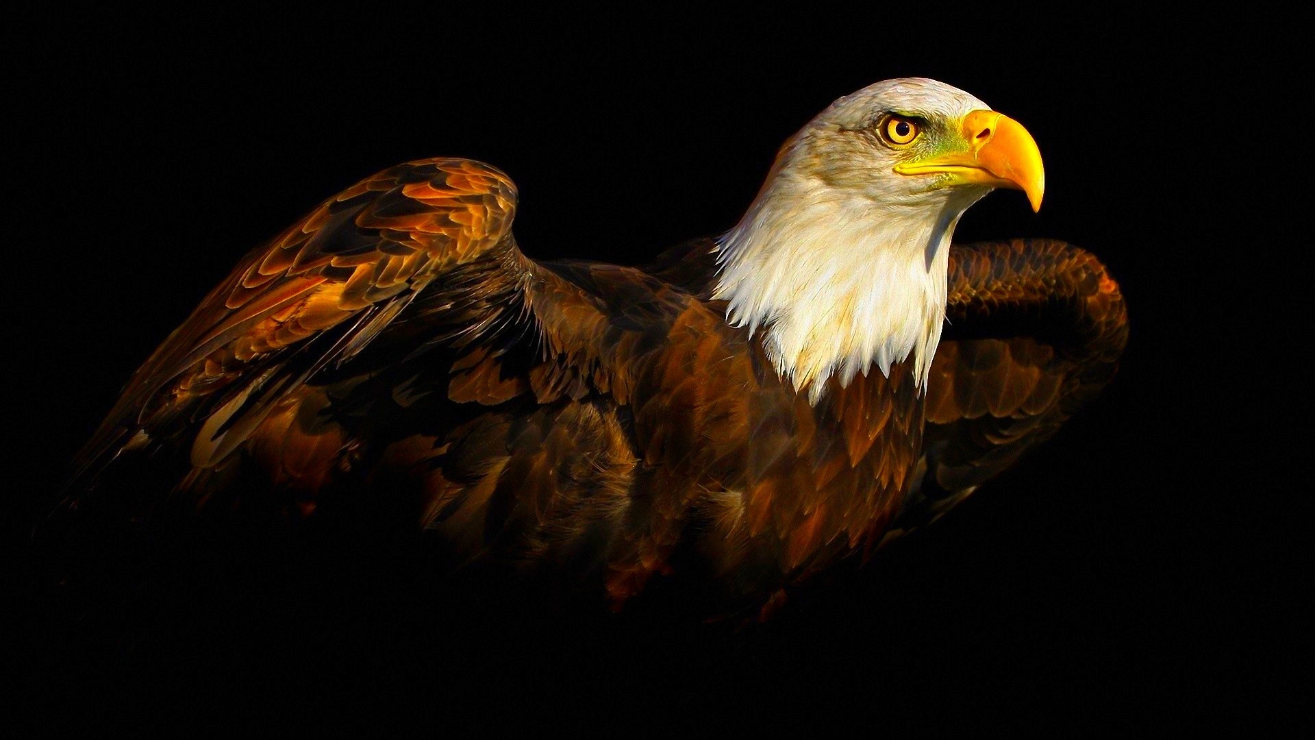 desktop eagle pics free download wallpaper