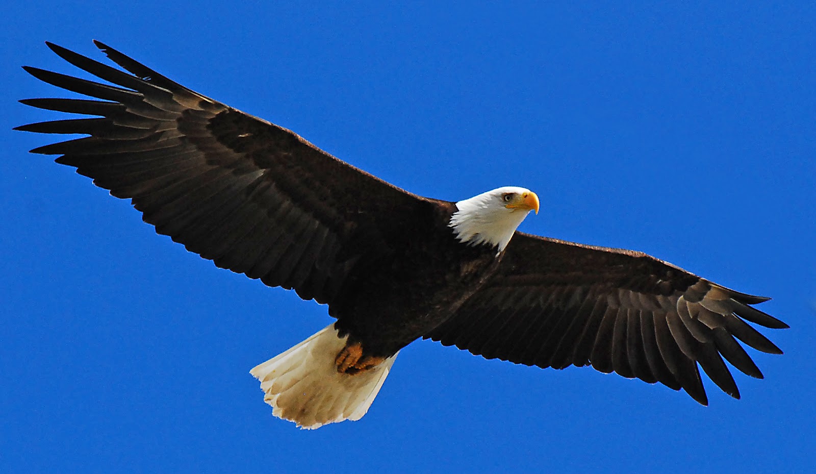 desktop eagles images birds dowload