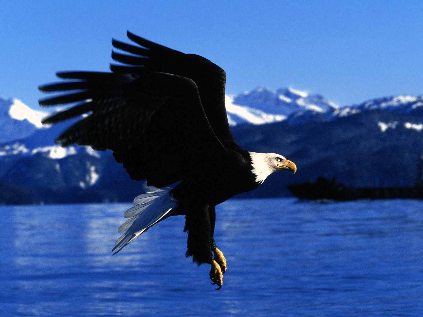 desktop eagles pictures free download wallpaper