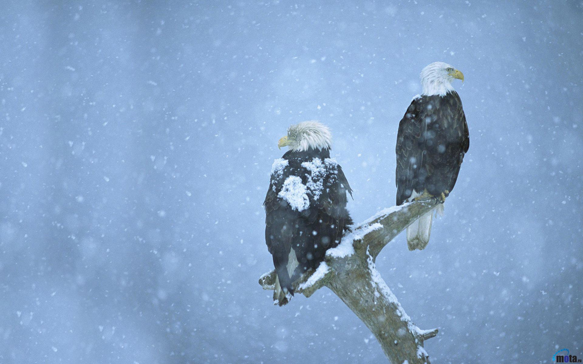 desktop eagles pictures wallpaper